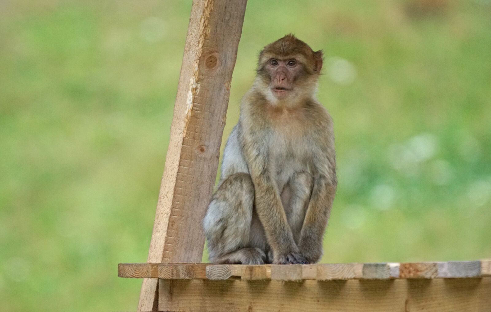 Sony ILCA-77M2 + Sony 70-400mm F4-5.6 G SSM sample photo. Barbary ape, old world photography