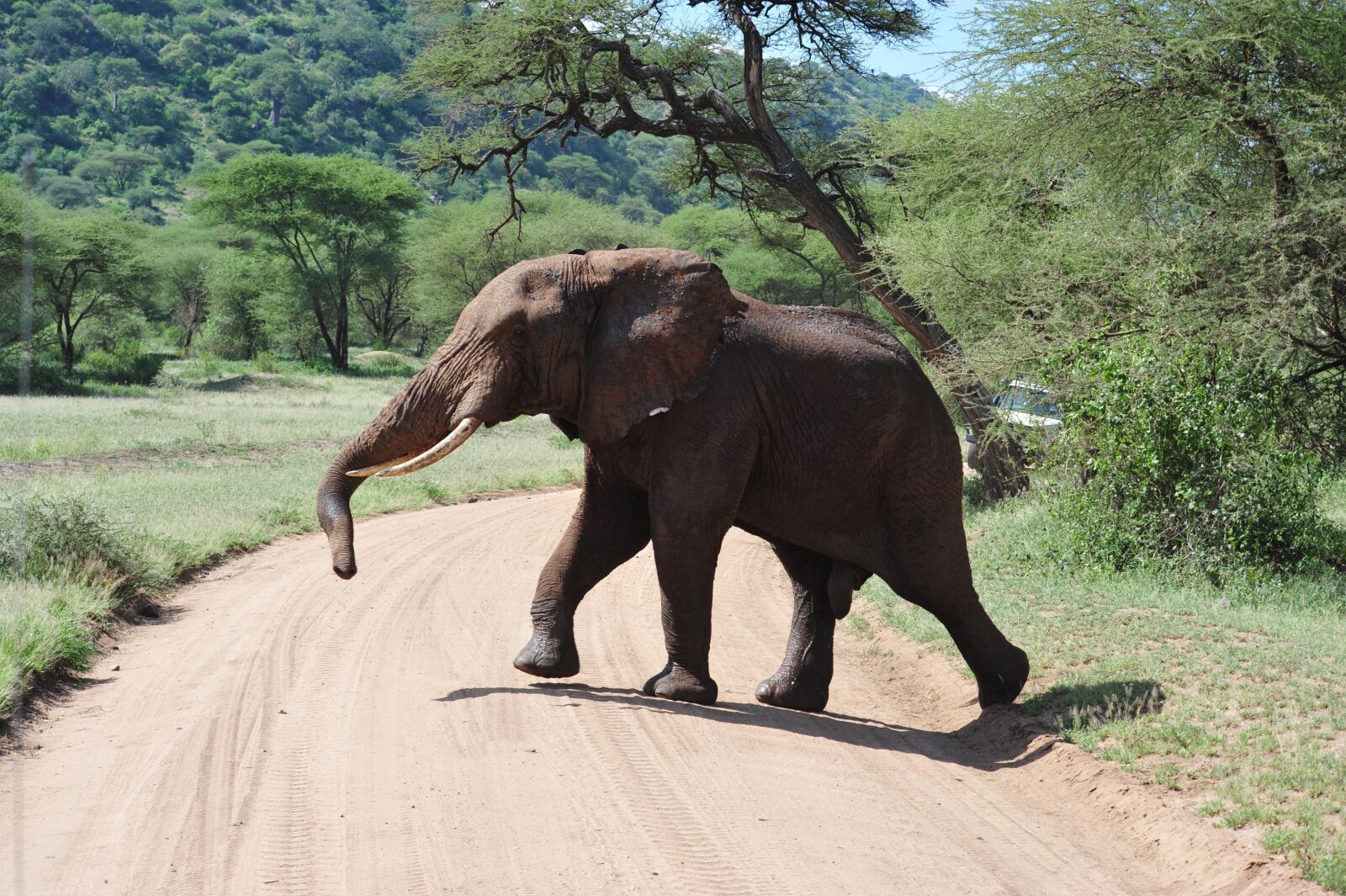 Nikon D700 sample photo. Elephant, africa, safari photography