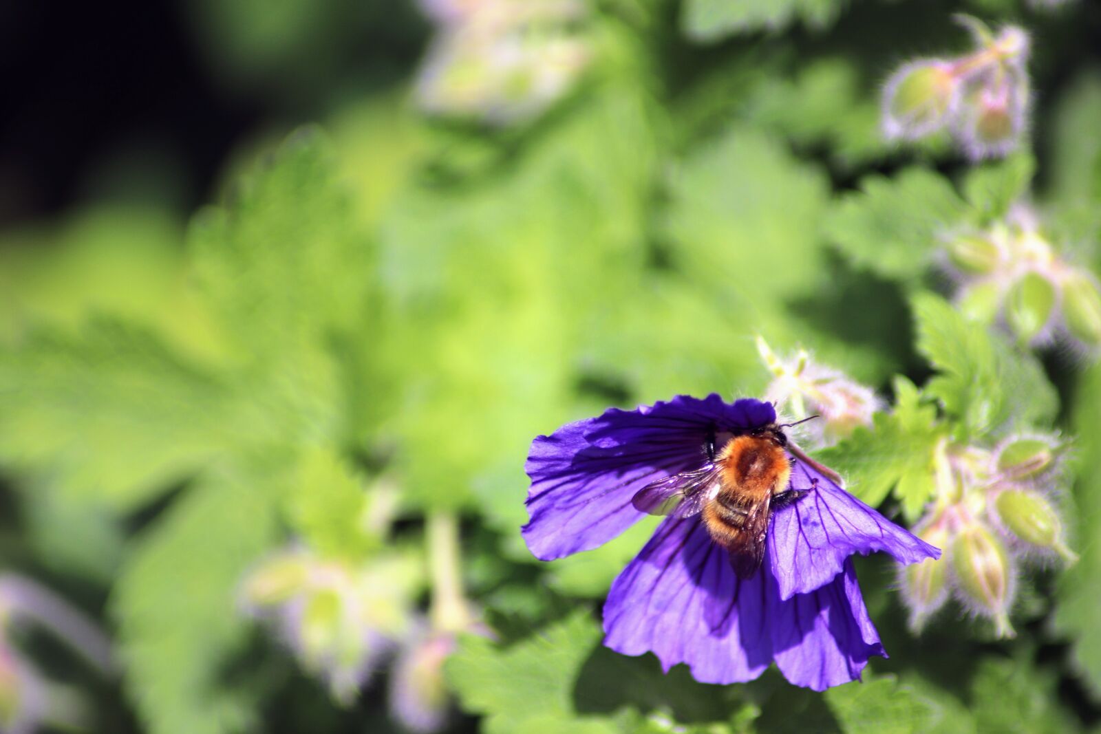 Canon EOS 200D (EOS Rebel SL2 / EOS Kiss X9) sample photo. Bee, flower, green photography