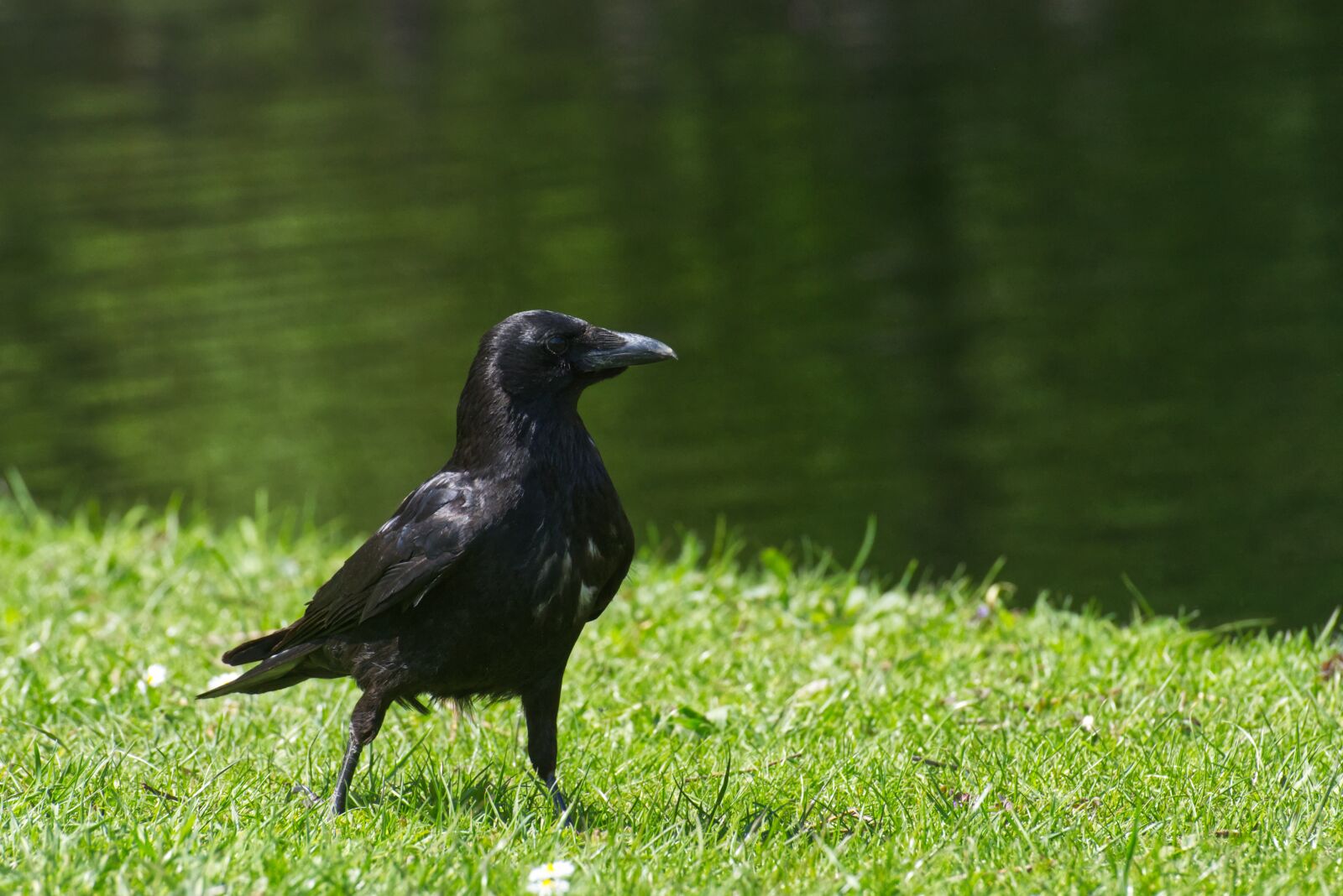 Nikon D7200 sample photo. Common raven, raven, crow photography