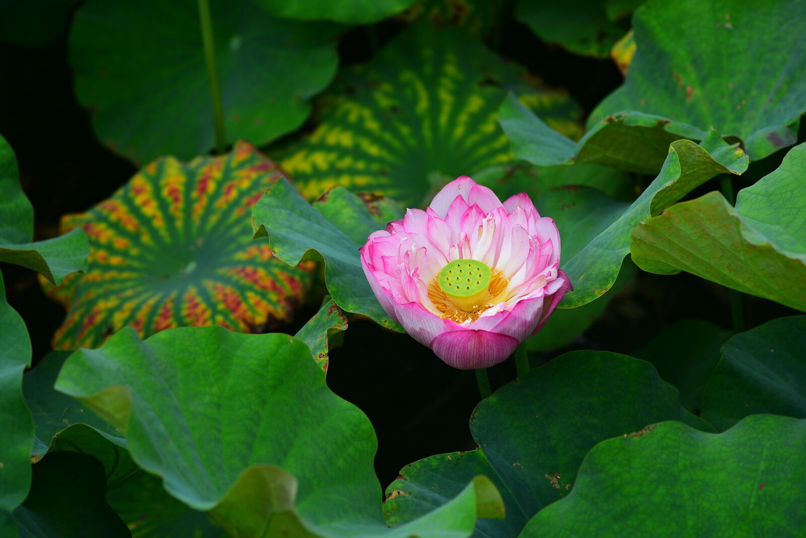 Nikon D750 sample photo. Lotus, flower, plant photography