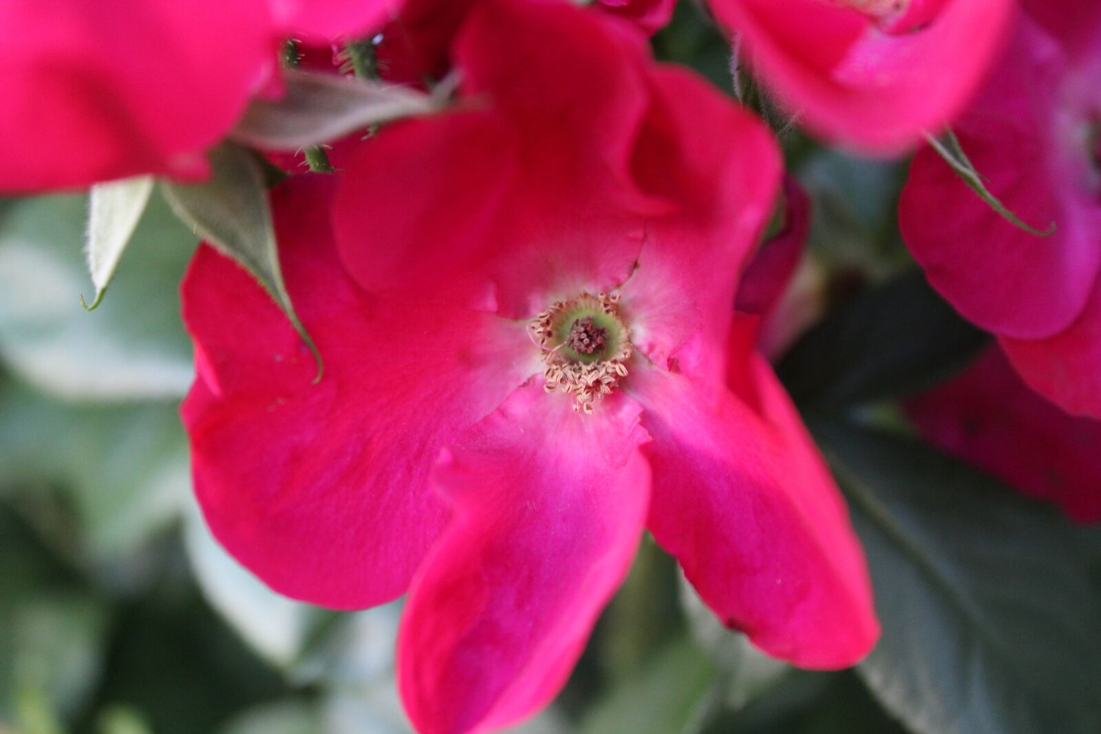 Canon EOS 1200D (EOS Rebel T5 / EOS Kiss X70 / EOS Hi) sample photo. Rose, macro, close red photography
