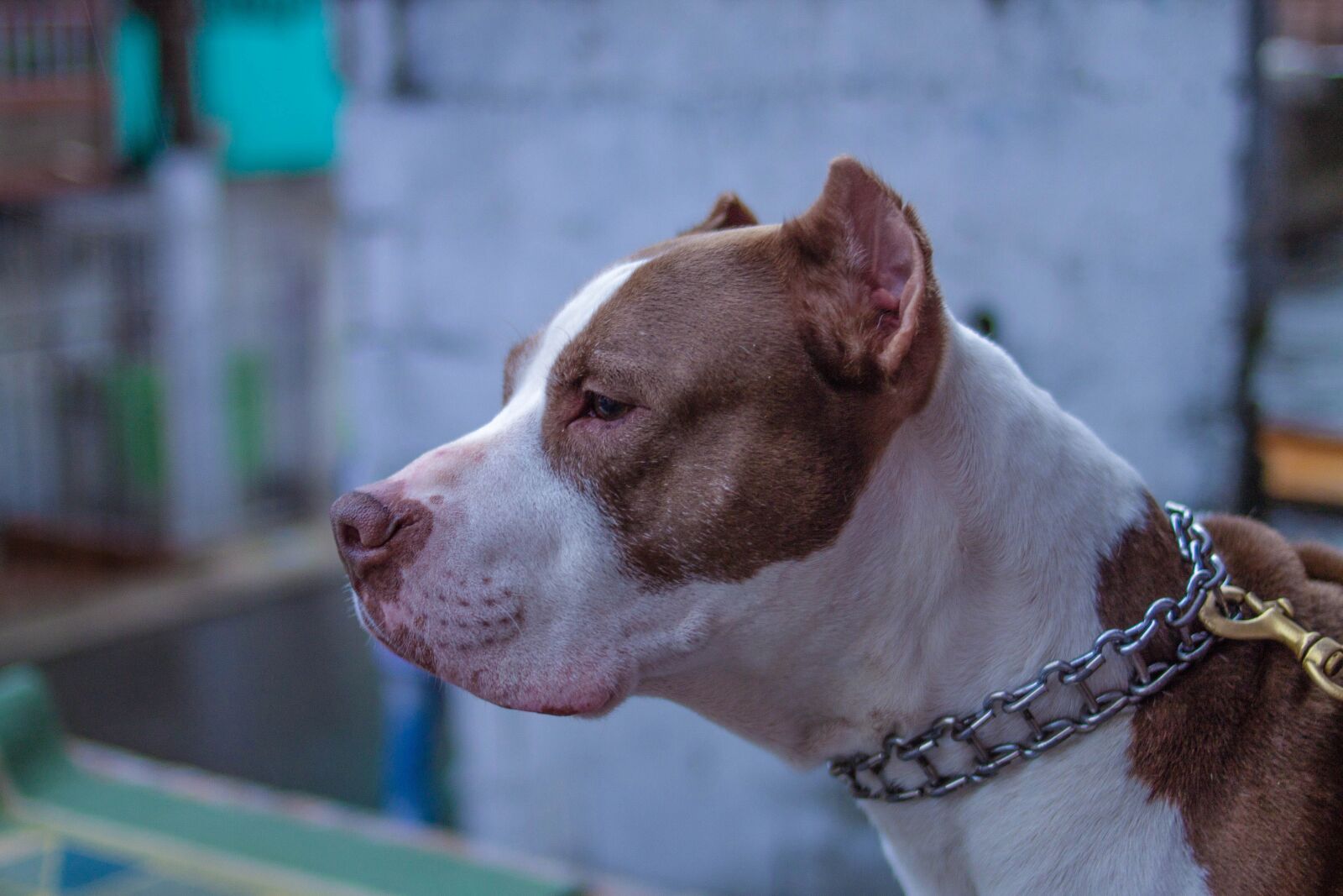Canon EOS 1100D (EOS Rebel T3 / EOS Kiss X50) sample photo. Old pitbull cafe, string photography