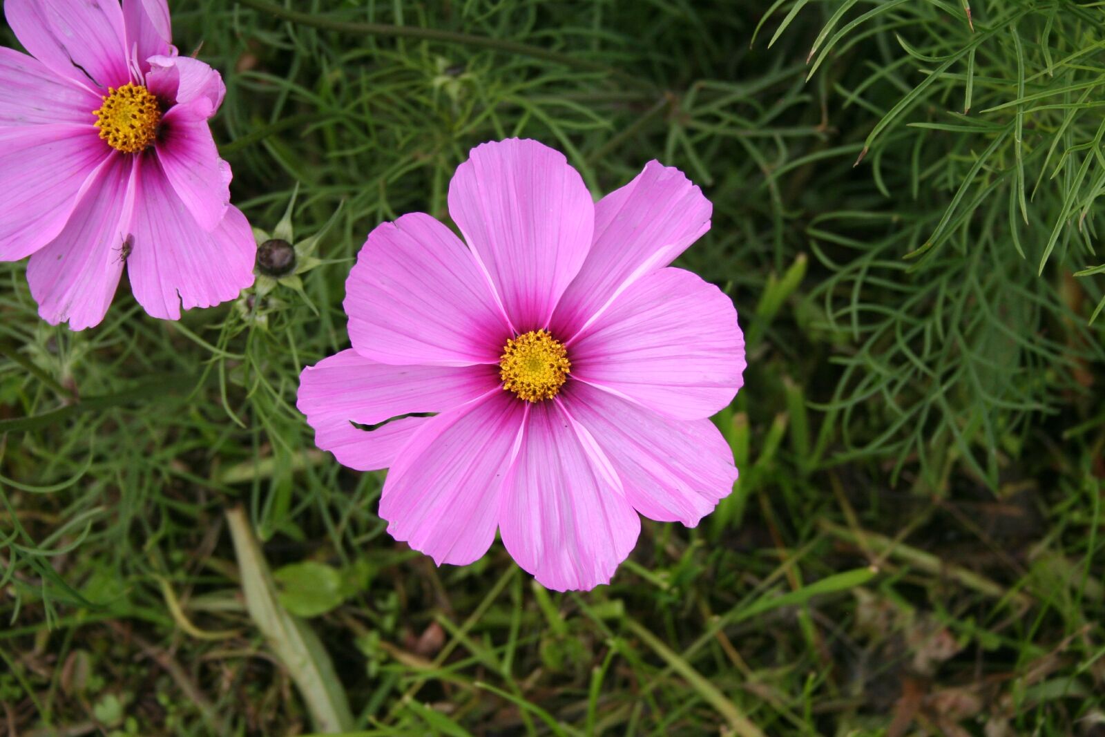 Canon EOS 350D (EOS Digital Rebel XT / EOS Kiss Digital N) sample photo. Pink, flower, summer photography