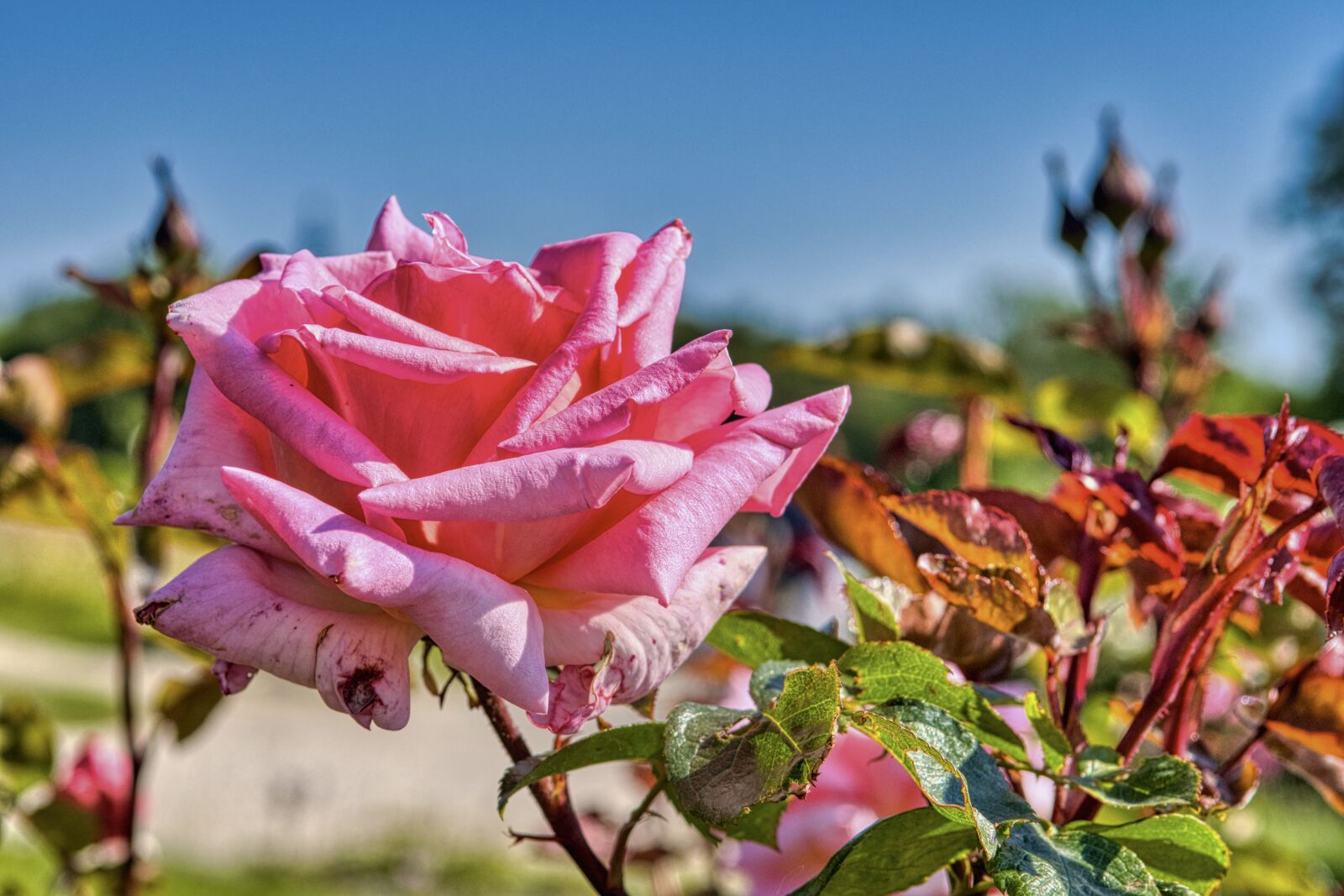 Nikon D7500 sample photo. Rose, blossom, bloom photography