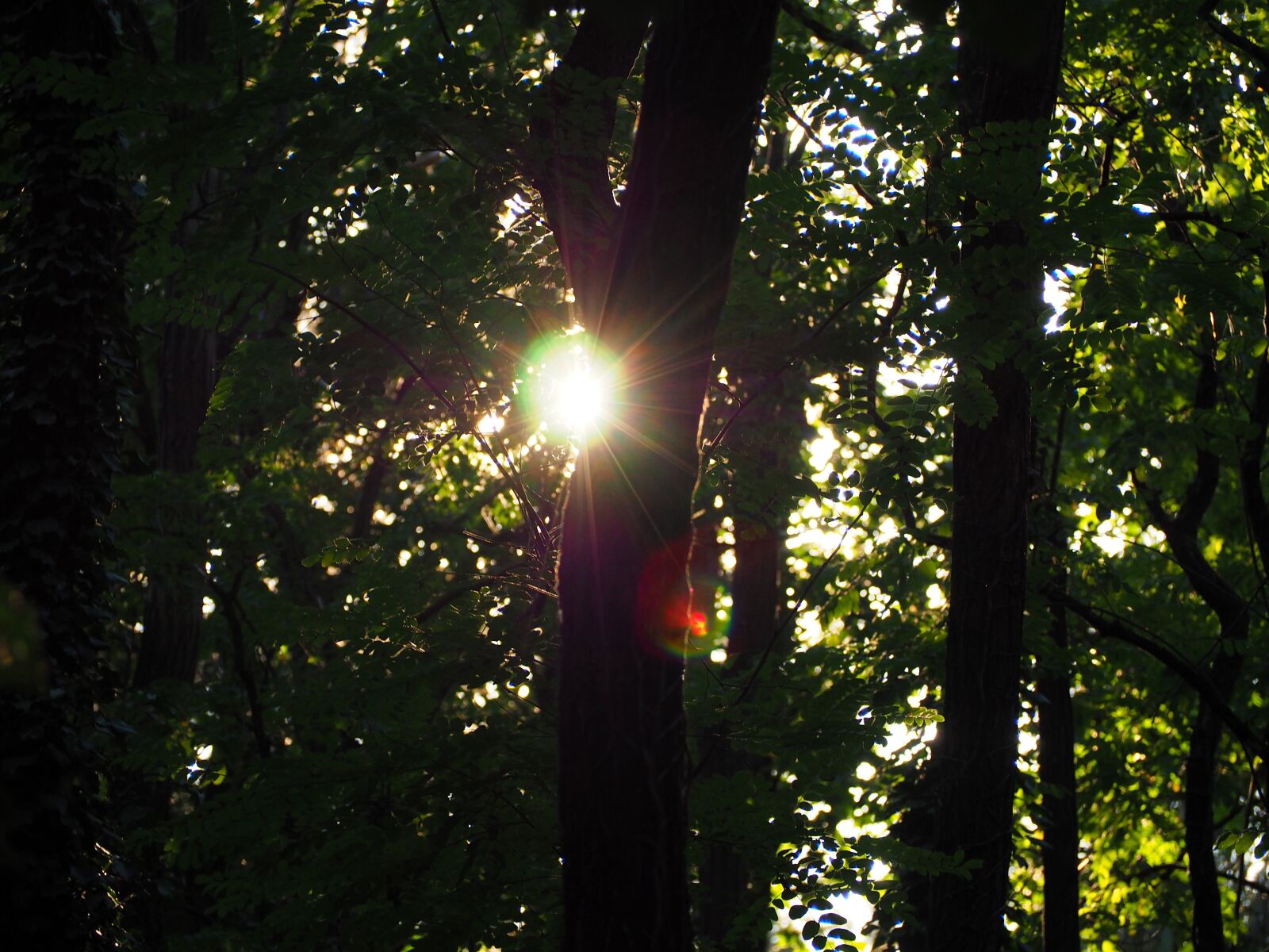 Olympus OM-D E-M10 sample photo. Sunset, forest, trees photography