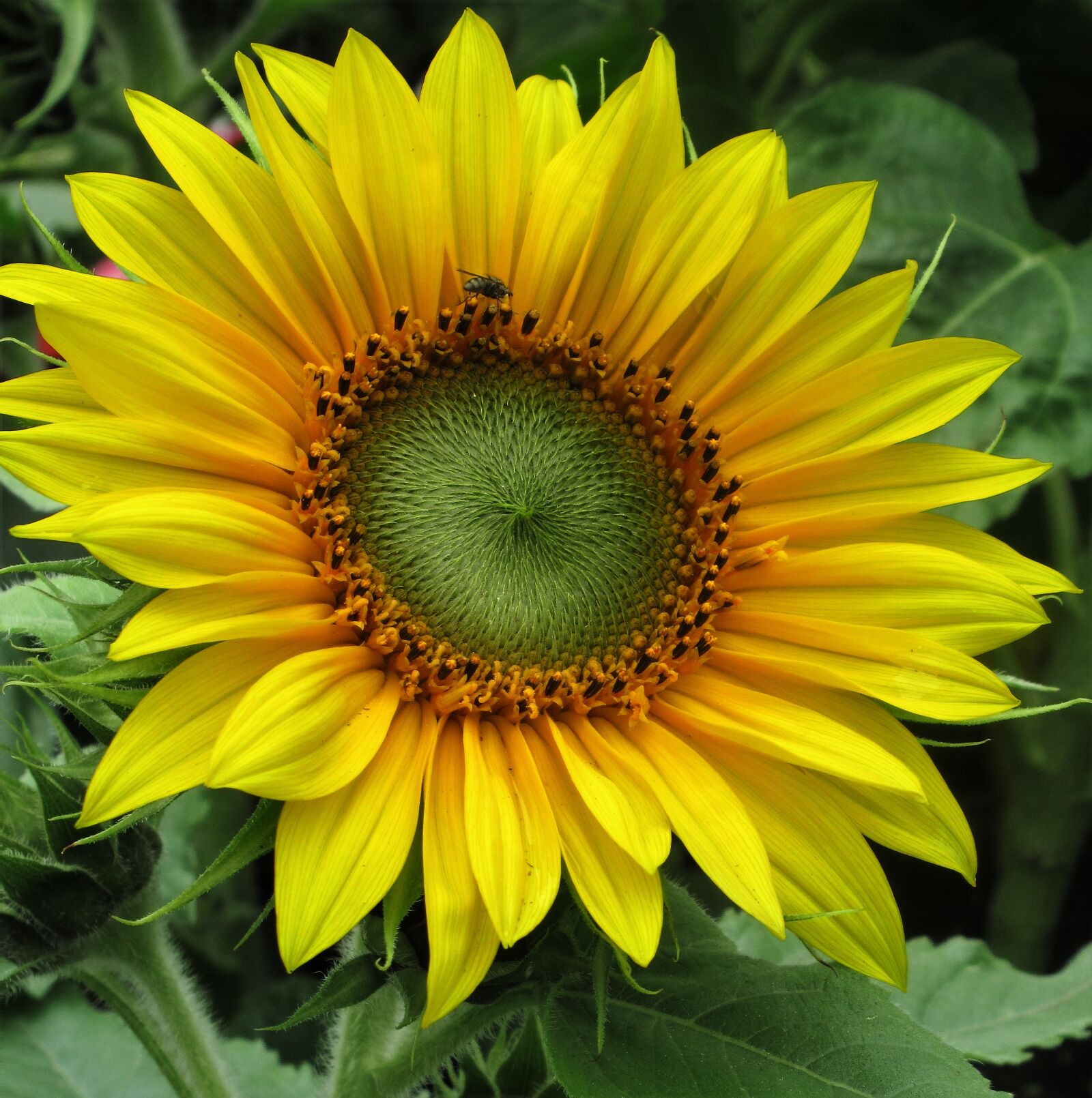 Canon PowerShot SX620 HS sample photo. Sunflower, fly, petals photography
