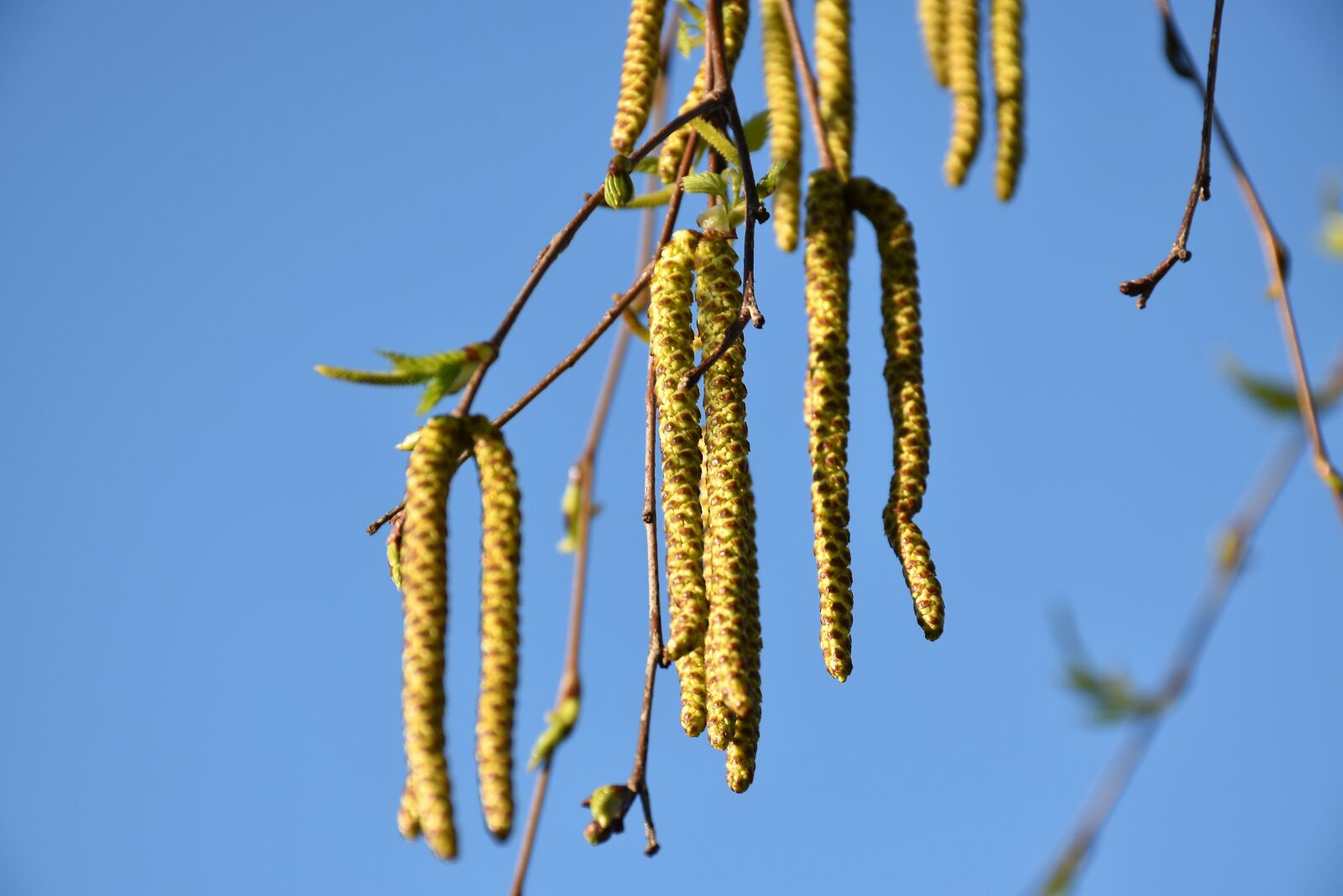 Nikon D5600 sample photo. Birch tree, catkins, green photography