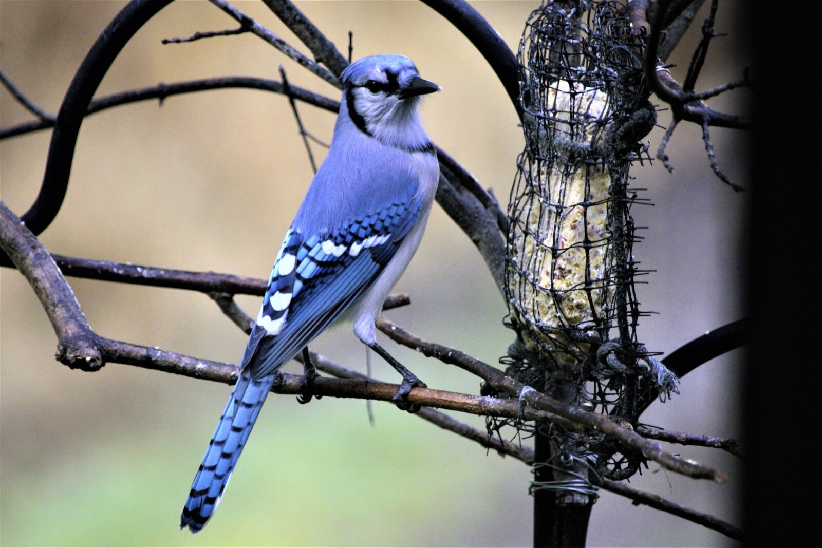 Nikon D7100 sample photo. Bird, bluejay, colorful photography
