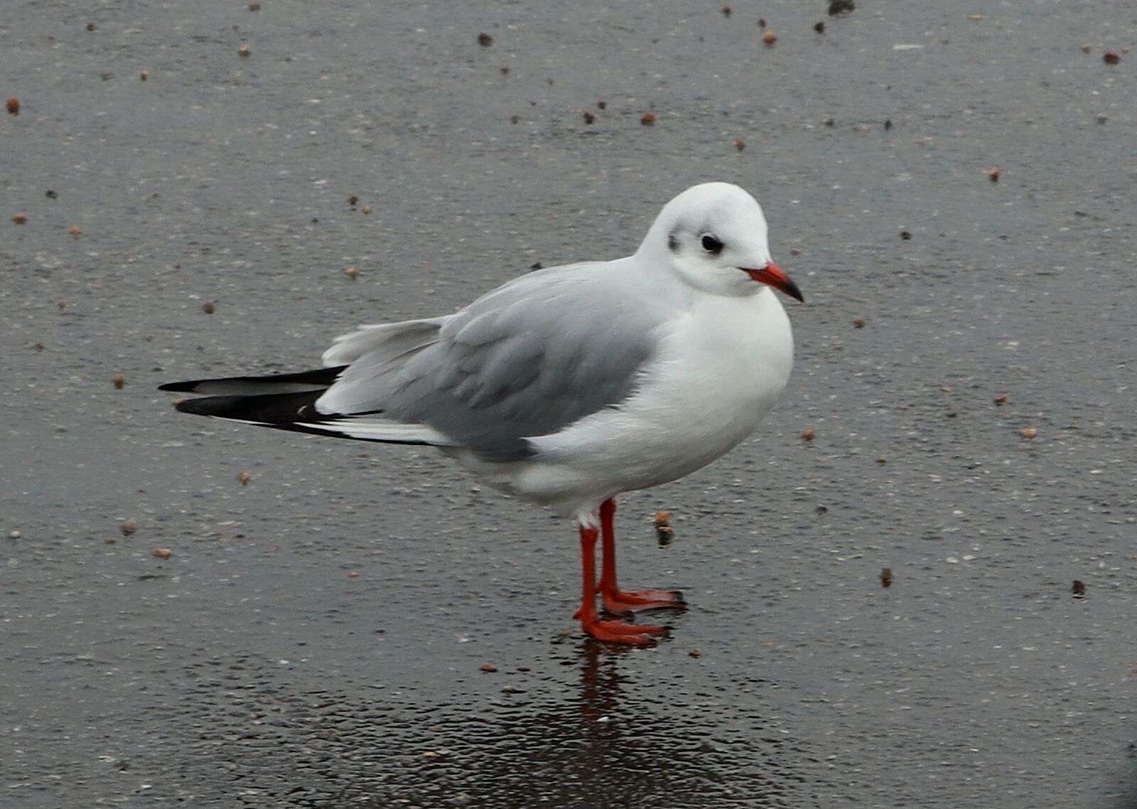 Canon PowerShot G1 X Mark III sample photo. Birds, seagull, wings photography