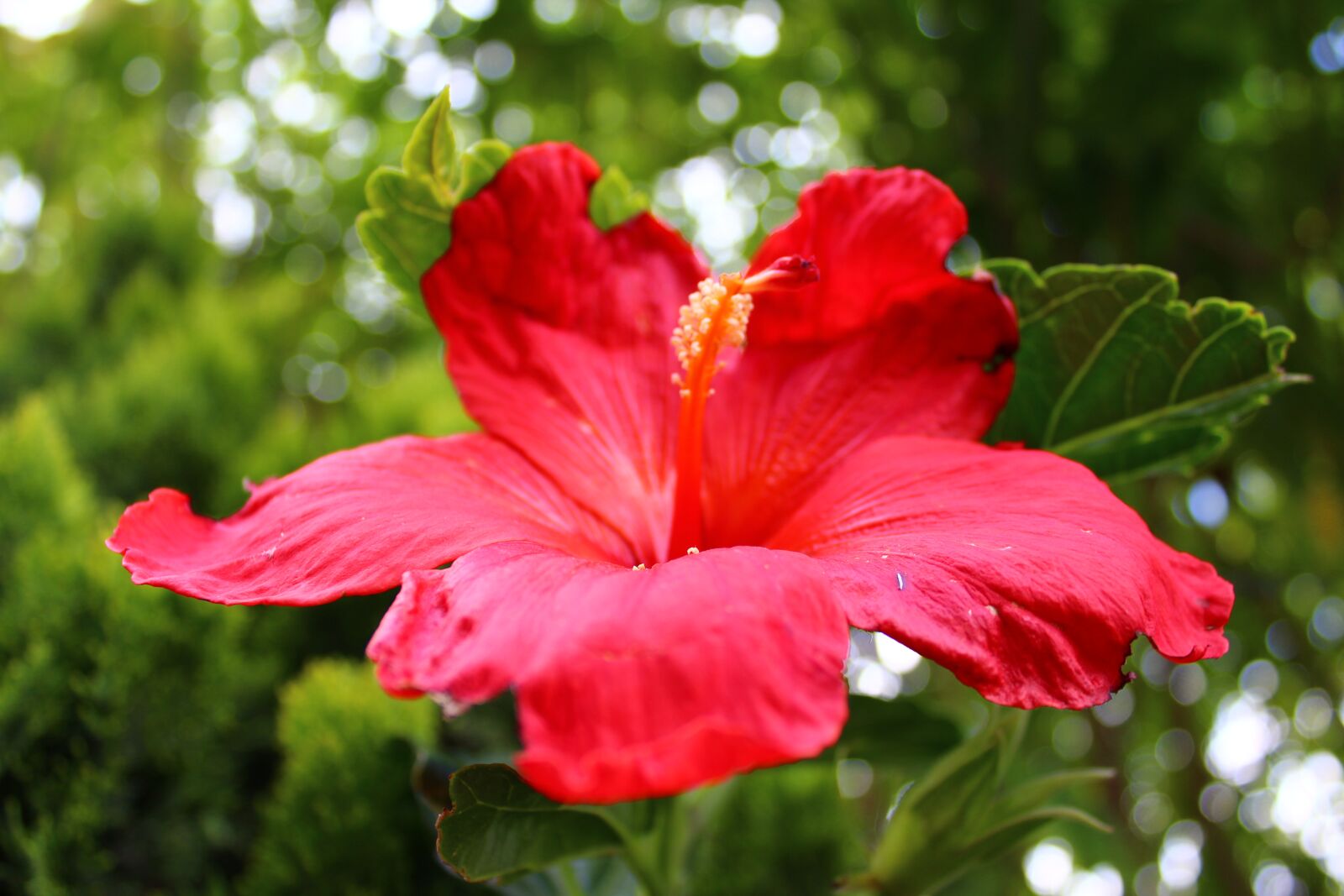 Canon EOS 1200D (EOS Rebel T5 / EOS Kiss X70 / EOS Hi) sample photo. Flower, red flower, flowers photography