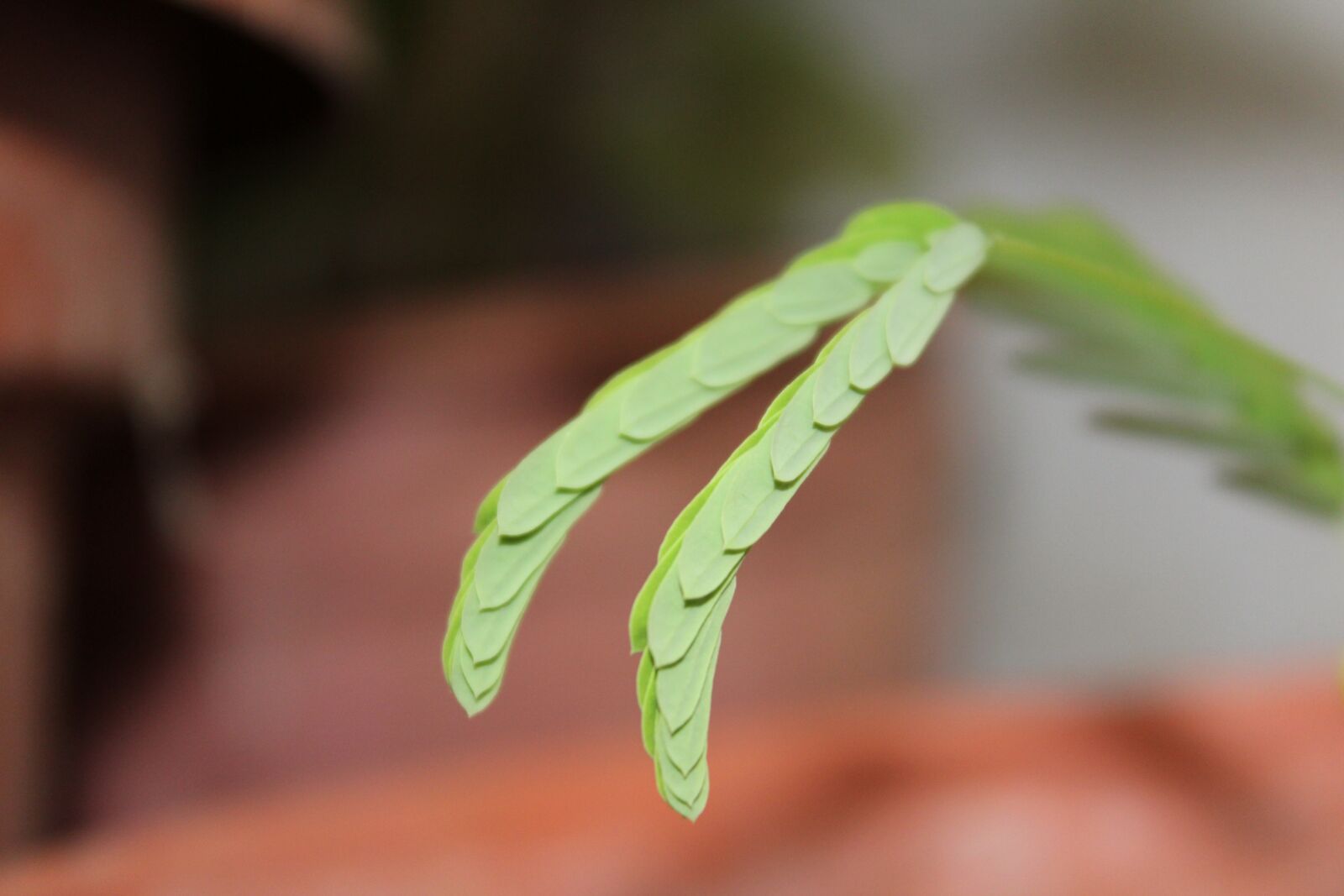 Canon EOS 1200D (EOS Rebel T5 / EOS Kiss X70 / EOS Hi) sample photo. Leaf, nature, plant photography