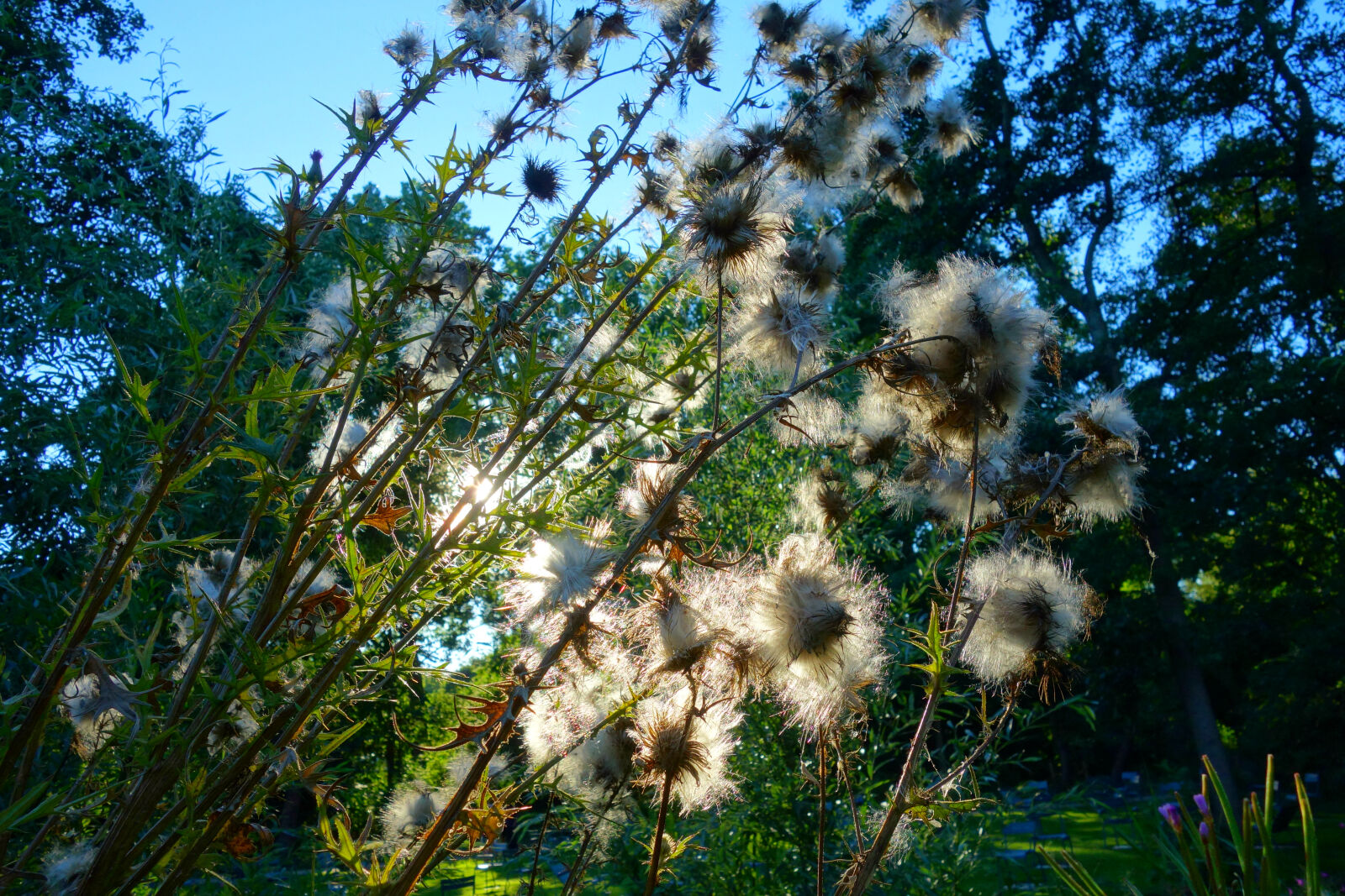 Sony Cyber-shot DSC-RX100 sample photo. Down, flower, plant, seed photography