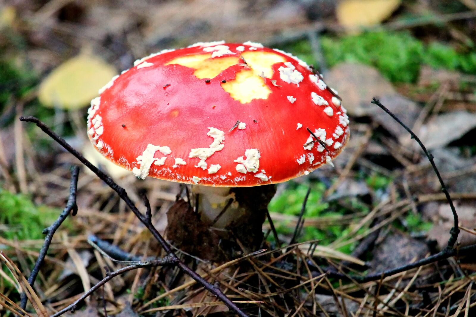 Canon EOS 1100D (EOS Rebel T3 / EOS Kiss X50) + Canon EF-S 55-250mm F4-5.6 IS STM sample photo. Mushroom, fly agaric, red photography