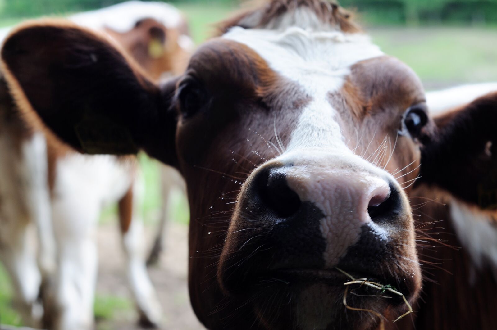 Nikon D300S sample photo. Cow, livestock, animal photography
