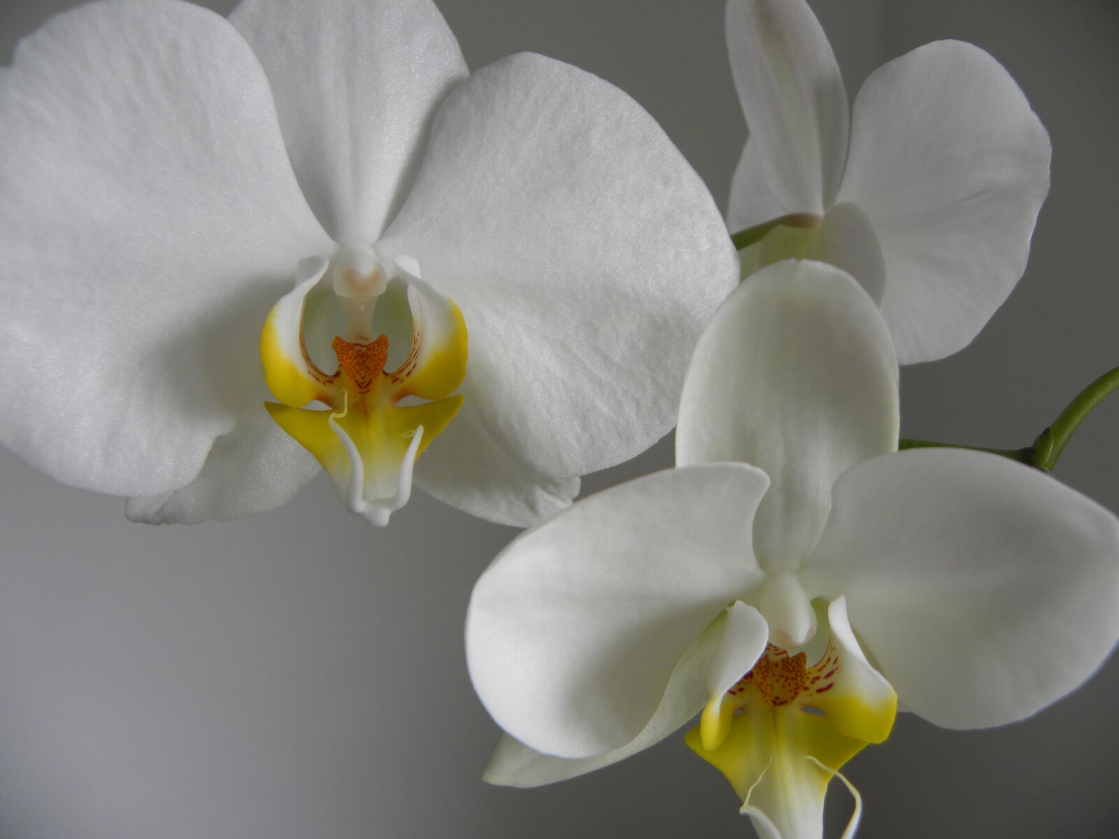 Nikon Coolpix P90 sample photo. Flowers, orchid, flora photography