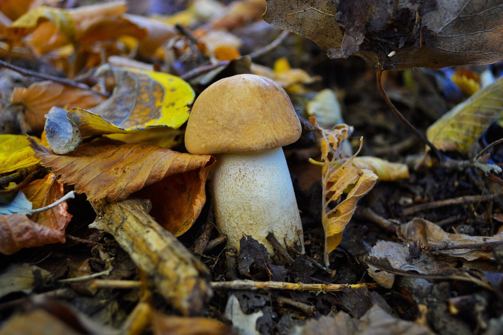 Nikon D3100 sample photo. Nature, mushroom, mushrooms photography