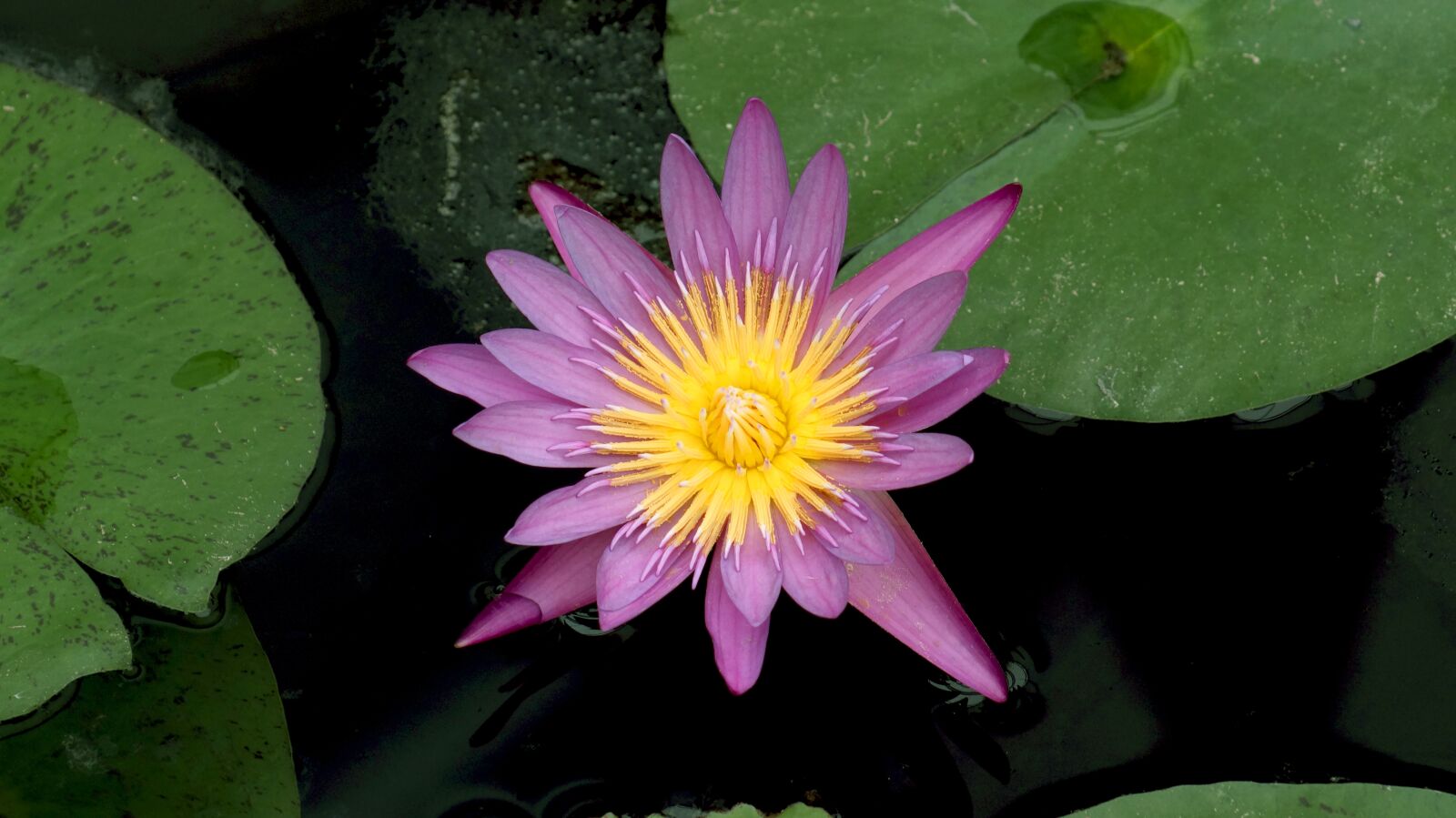 Sony SLT-A58 sample photo. Flower, purple, green photography