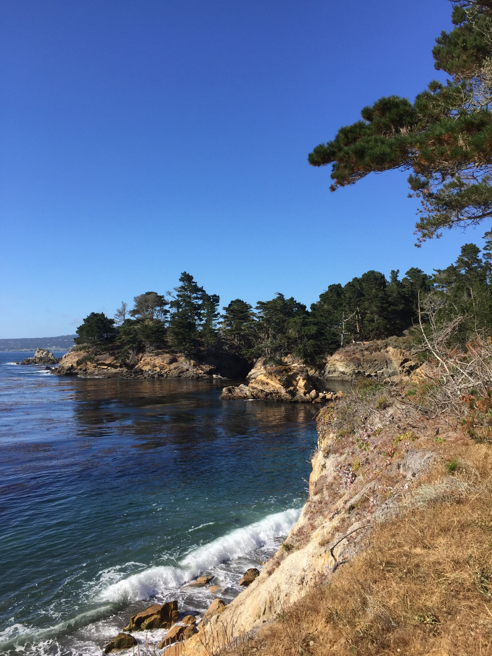 iPhone 6 Plus back camera 4.15mm f/2.2 sample photo. Monterey california, ocean, trees photography