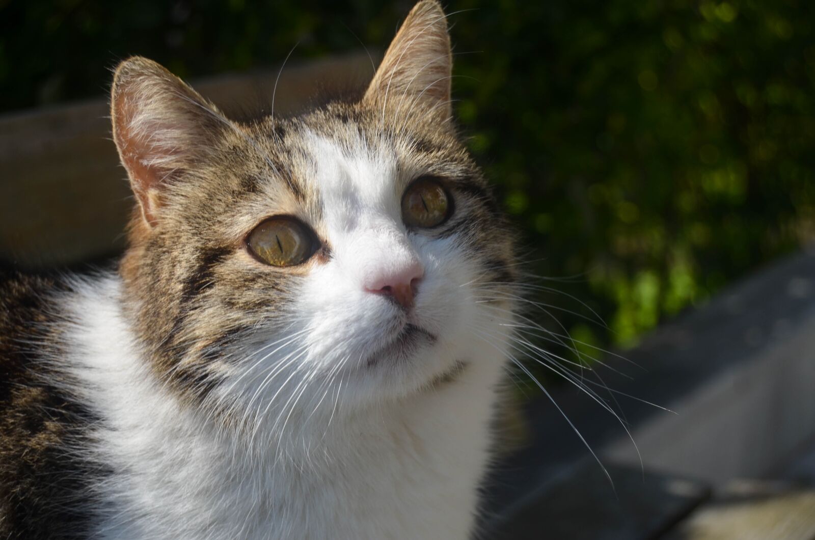 Nikon D5100 sample photo. Cat, cihangir, istanbul photography