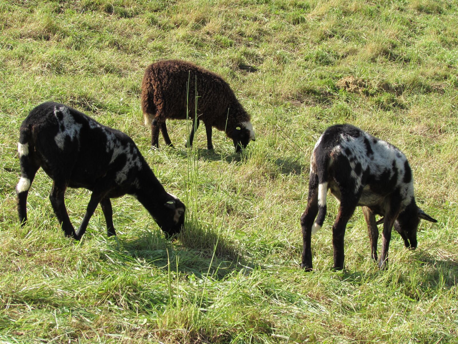 Canon PowerShot SX510 HS sample photo. Sheep, graze, flock photography