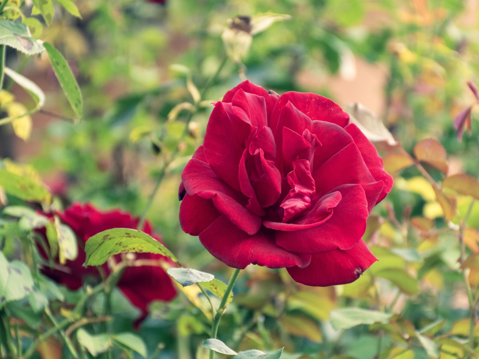 Nikon D5600 sample photo. Rosebush, rose, flower photography