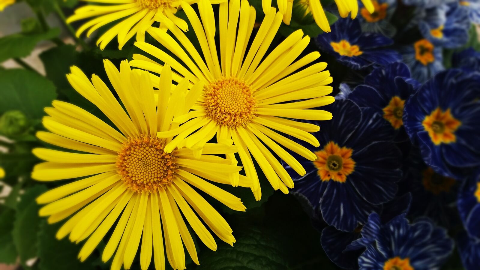 Samsung Galaxy J5 sample photo. Flower, flowers, plant photography