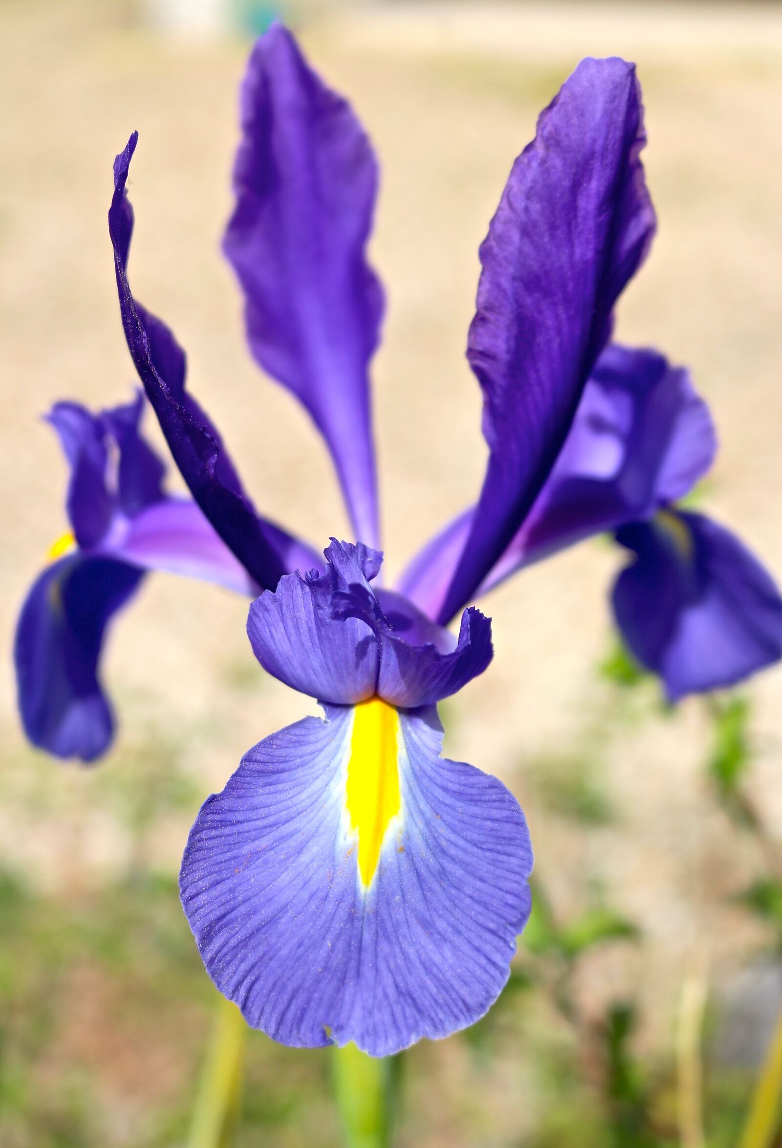 Canon EOS 750D (EOS Rebel T6i / EOS Kiss X8i) sample photo. Iris, flower, petals photography