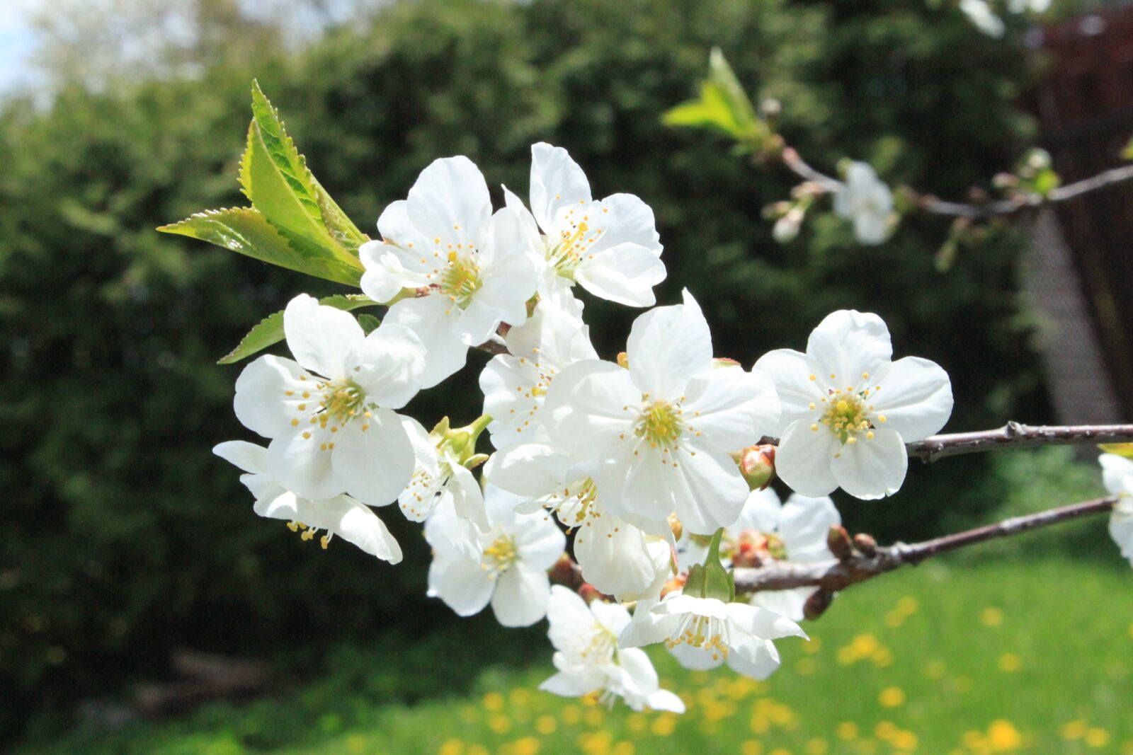 Canon EOS 500D (EOS Rebel T1i / EOS Kiss X3) sample photo. Flowers, cherry, nature photography