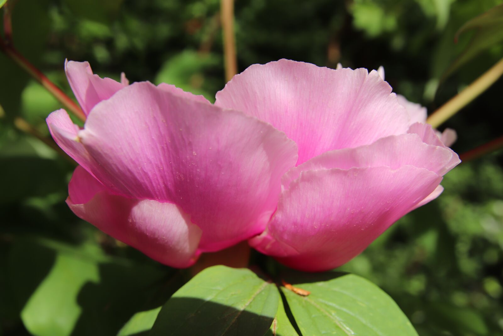Canon EOS 800D (EOS Rebel T7i / EOS Kiss X9i) sample photo. Peony, blossom, bloom photography