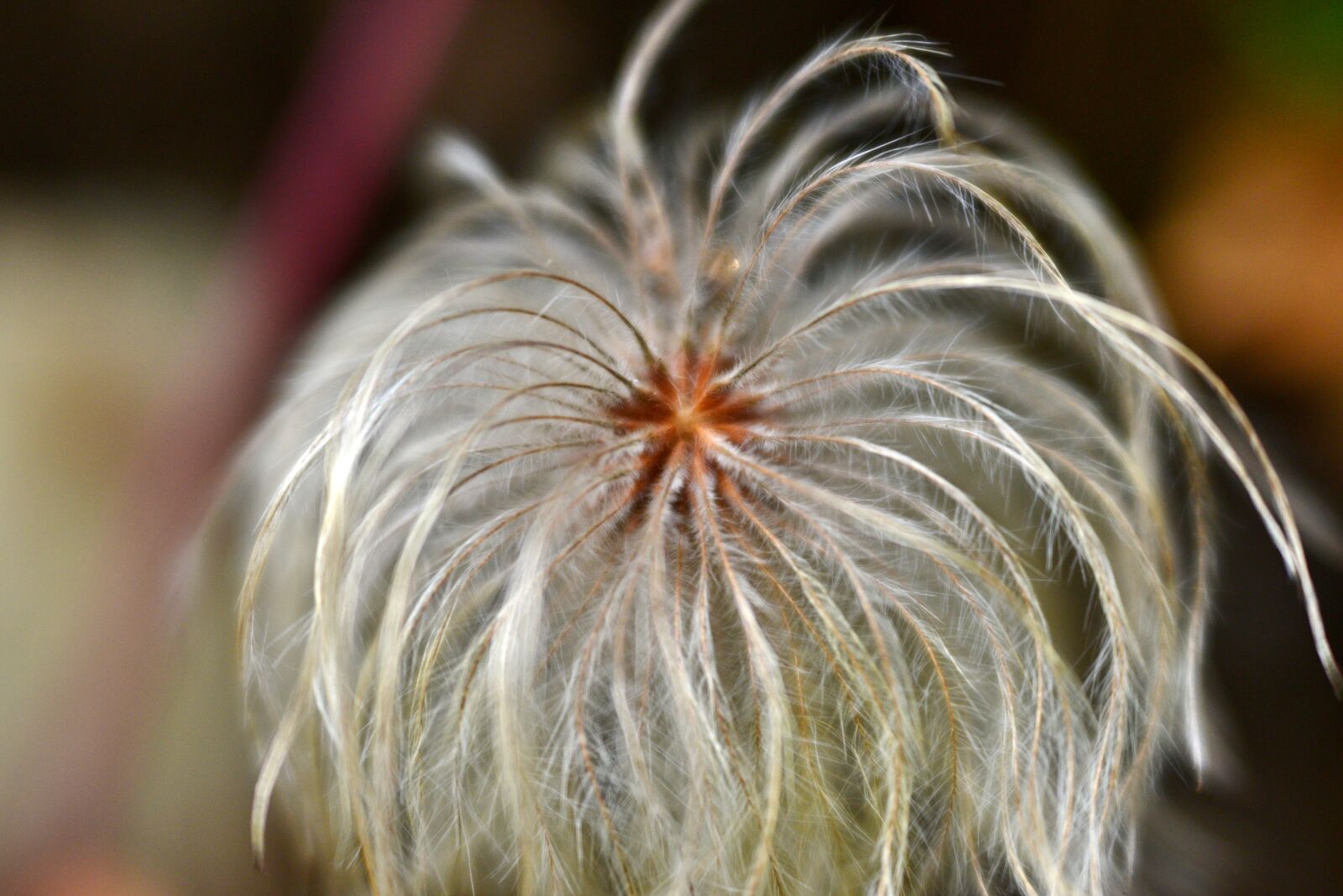Nikon D600 sample photo. Clematis, overblown, lint photography