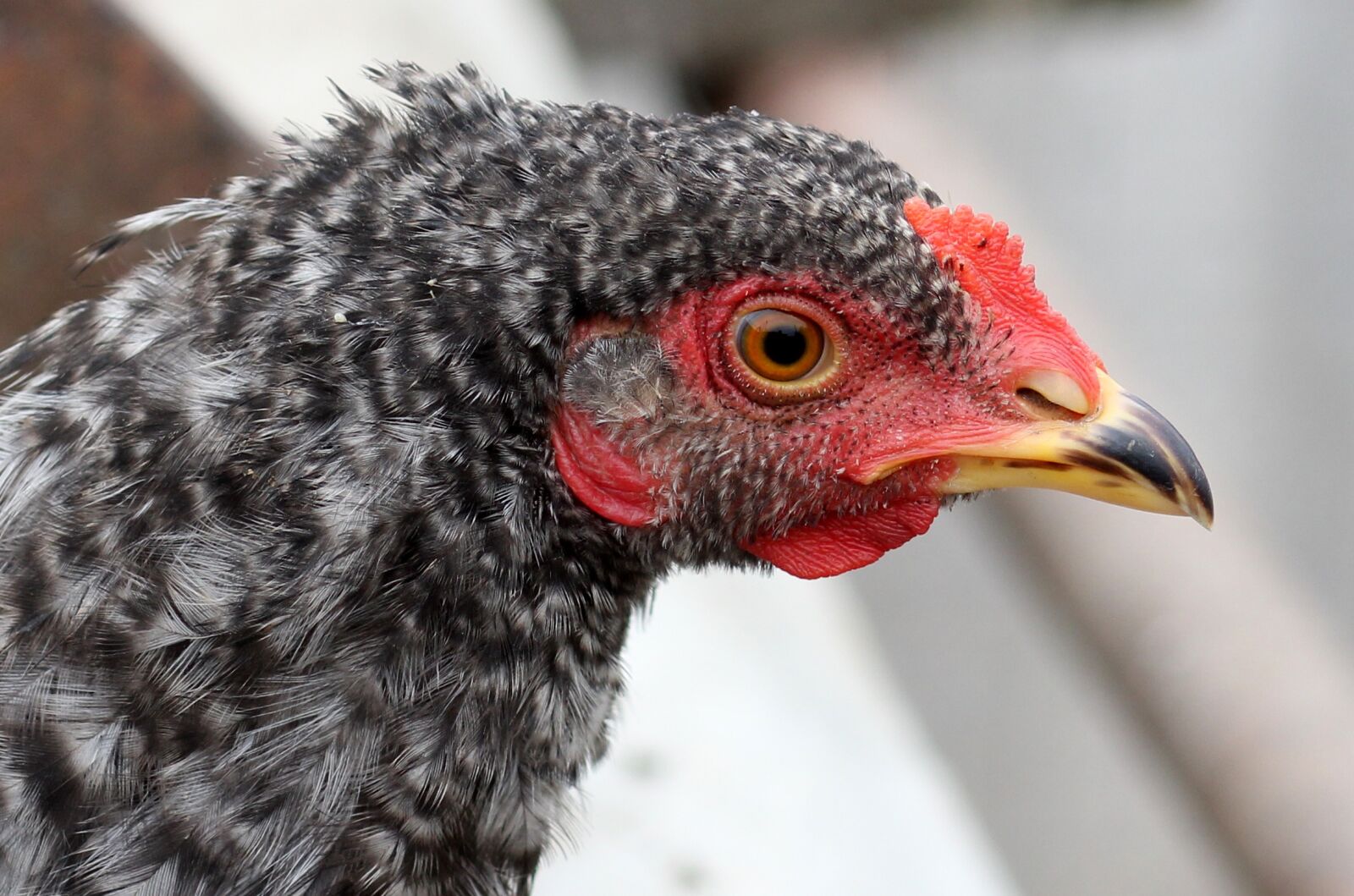 Canon EOS 700D (EOS Rebel T5i / EOS Kiss X7i) + Canon EF 85mm F1.8 USM sample photo. Gaina, birds, portrait photography