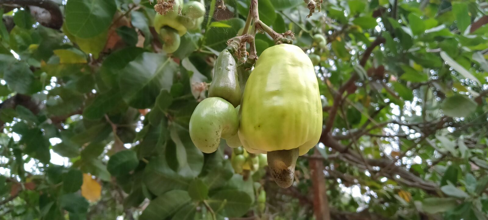 OPPO A5 2020 sample photo. Cashew cashew, cashews nut photography