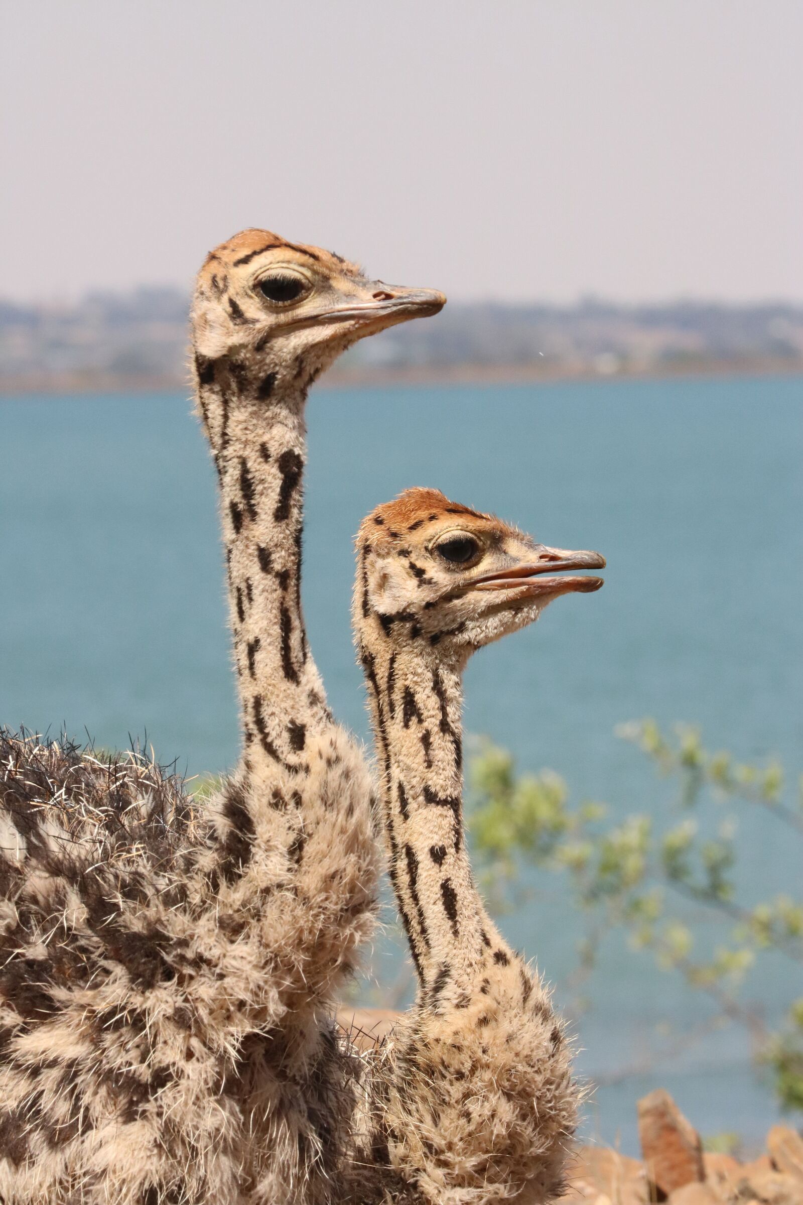 Canon EF 70-300mm F4-5.6L IS USM sample photo. Bouquet, africa, flightless bird photography