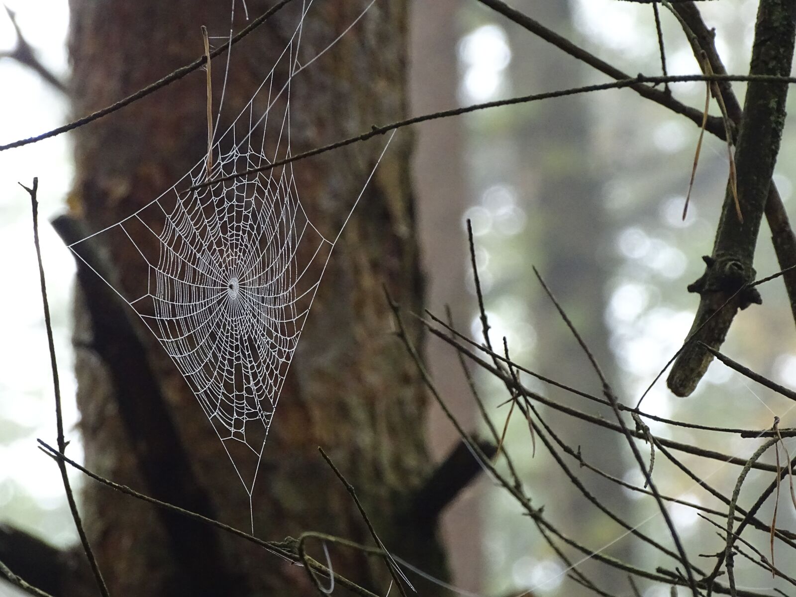 Sony Cyber-shot DSC-HX400V sample photo. Spider web, forest, nature photography
