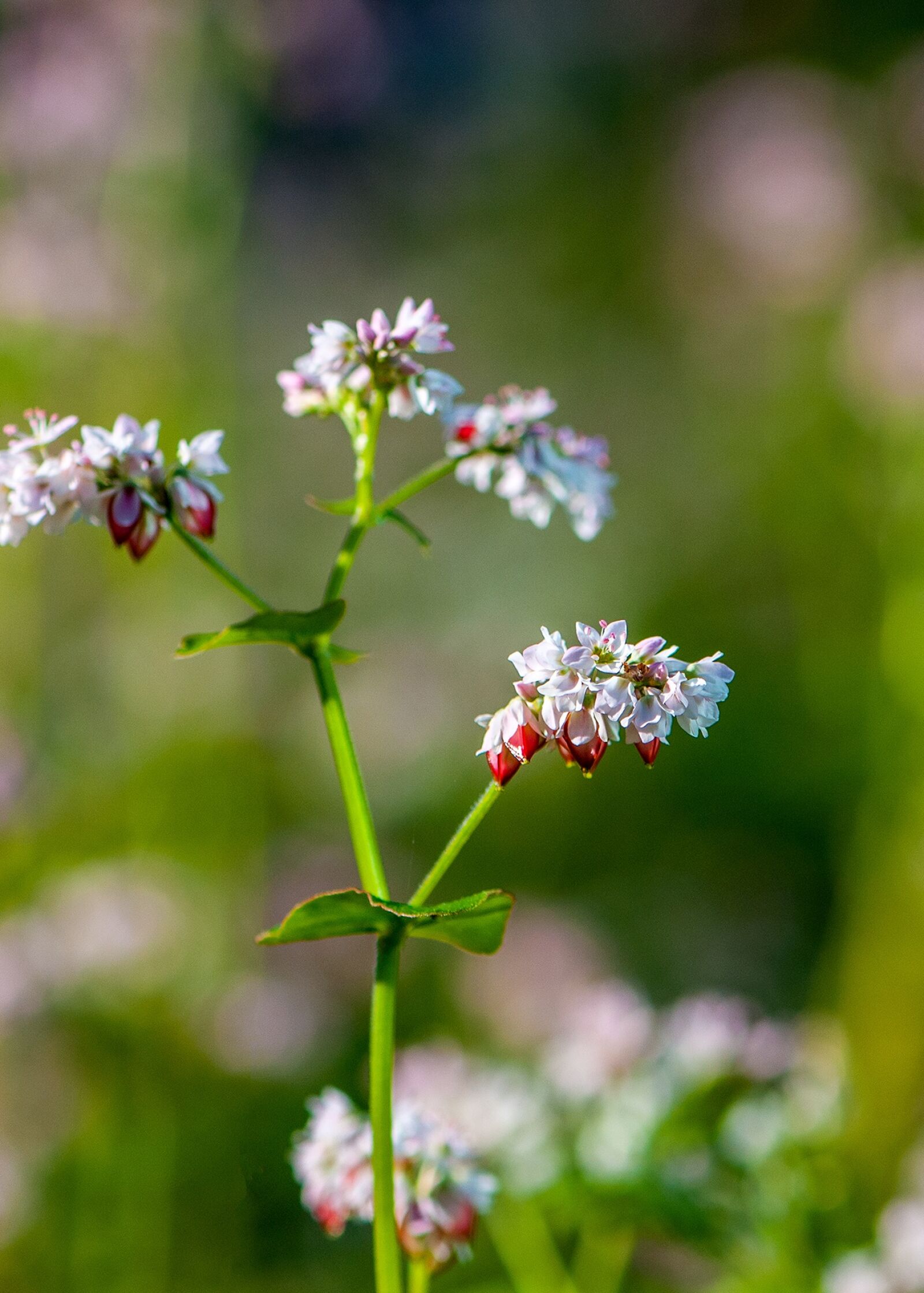 Nikon D300 sample photo. Close-up, natural, nice picture photography
