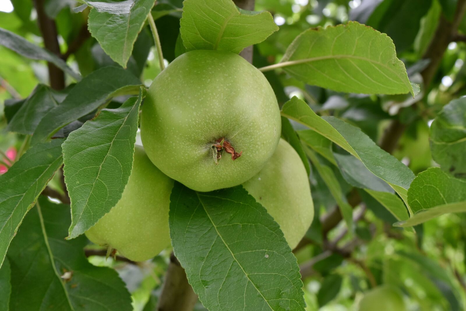 Nikon D5500 sample photo. Agriculture, apples, delicious, fruit photography
