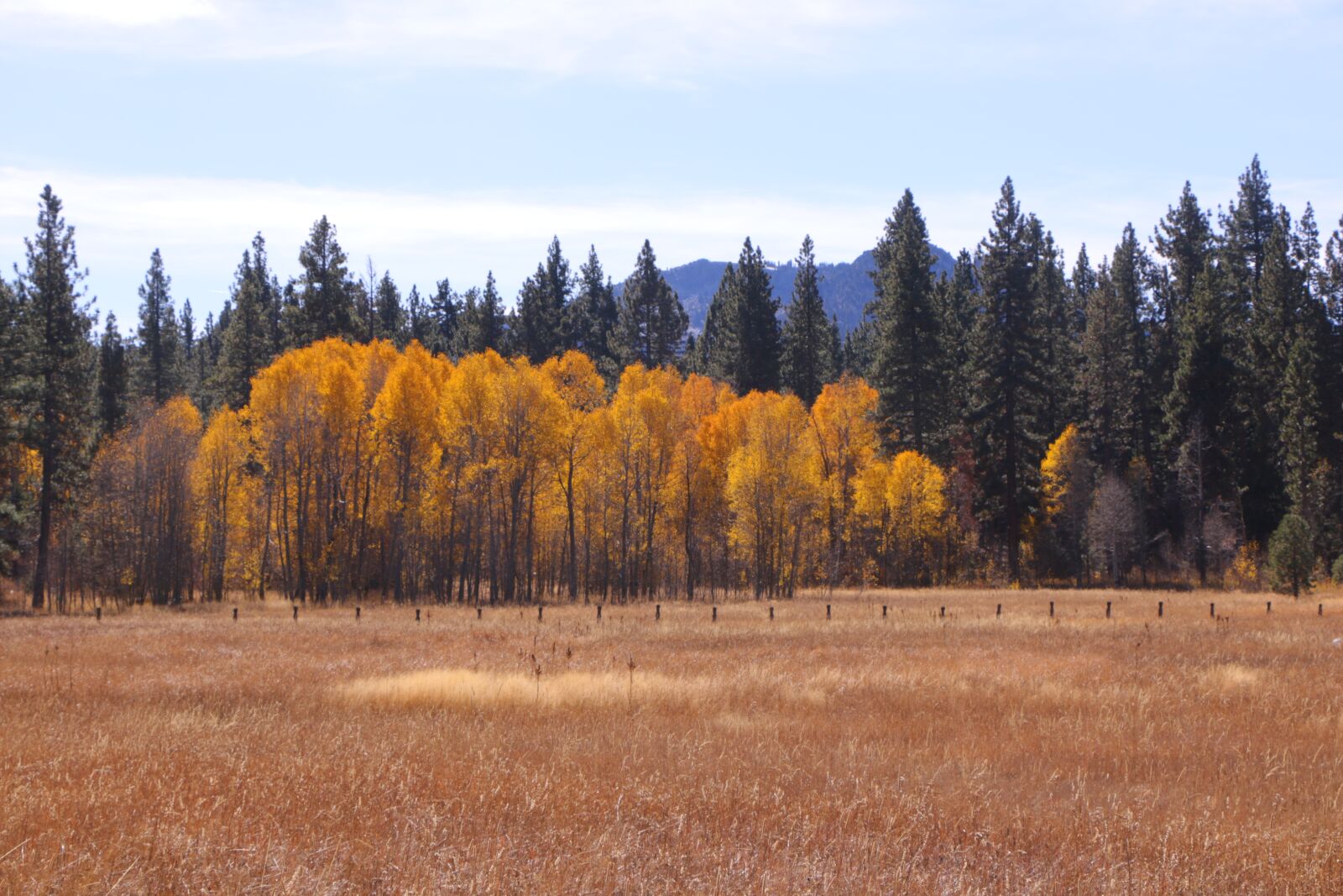Canon EOS 70D sample photo. Autumn, nature, trees photography