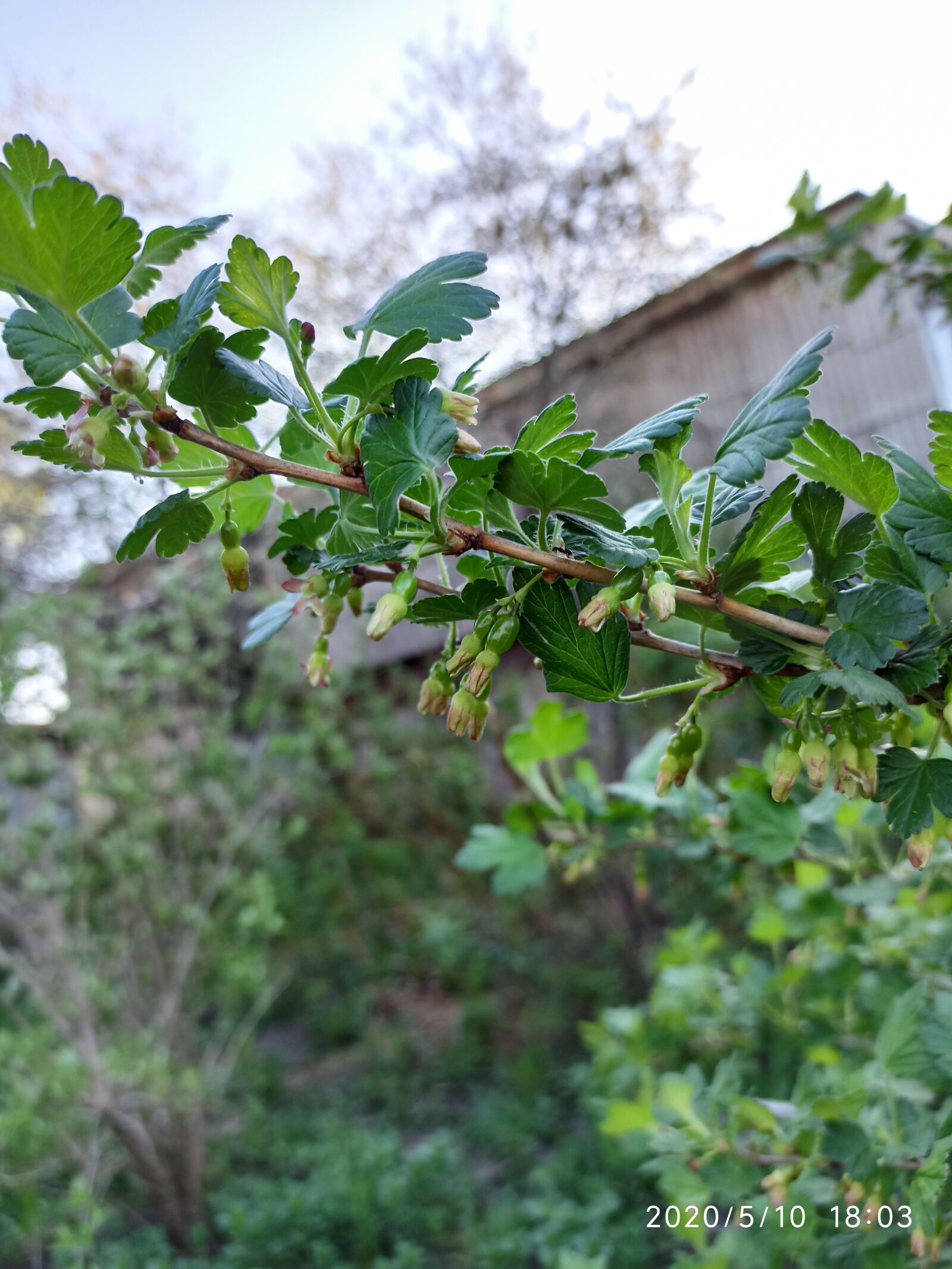 Xiaomi Redmi Note 8 Pro sample photo. Spring, green, village photography