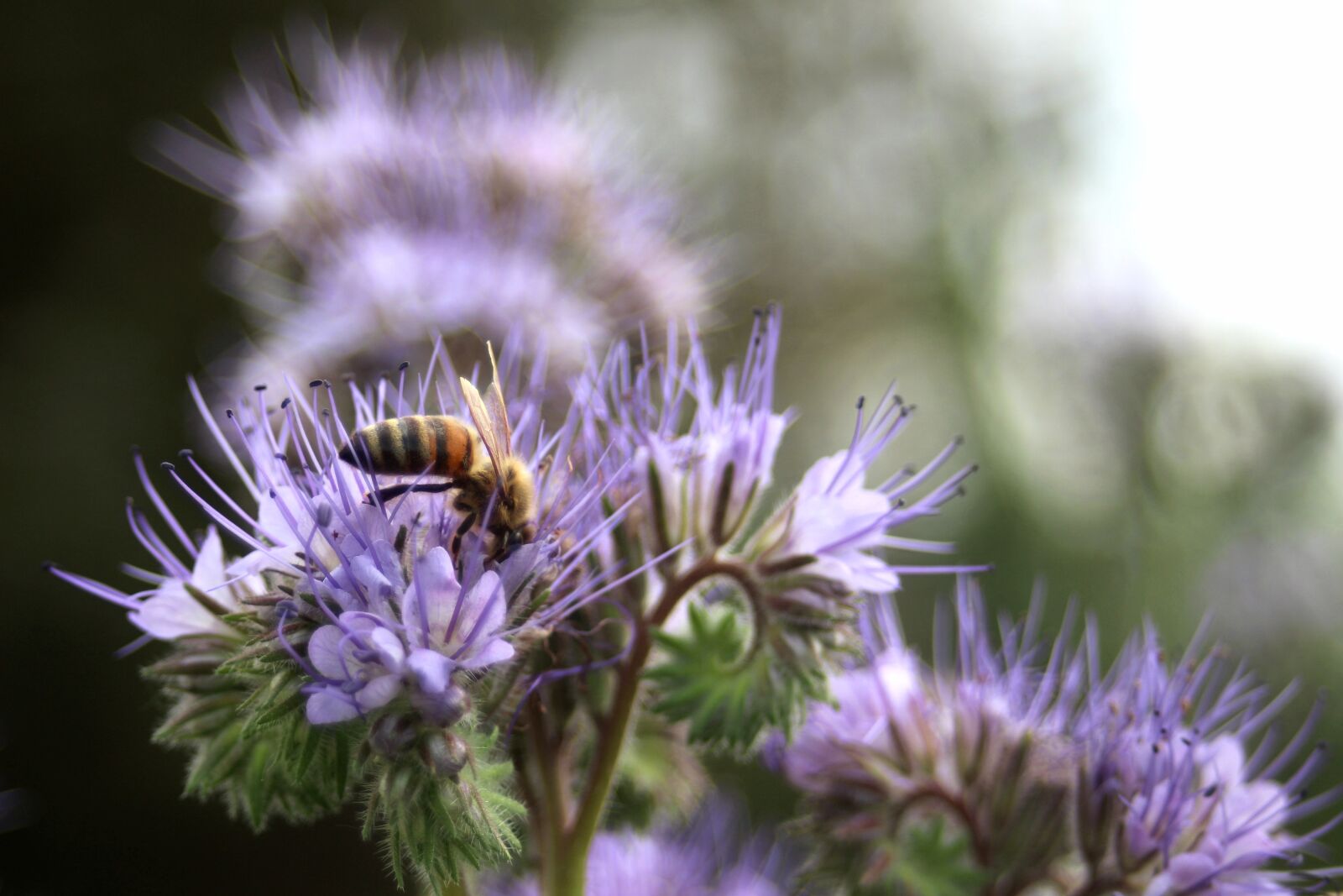 Canon EF 28-80mm f/3.5-5.6 sample photo. Phacelia, scorpionweed, bee photography