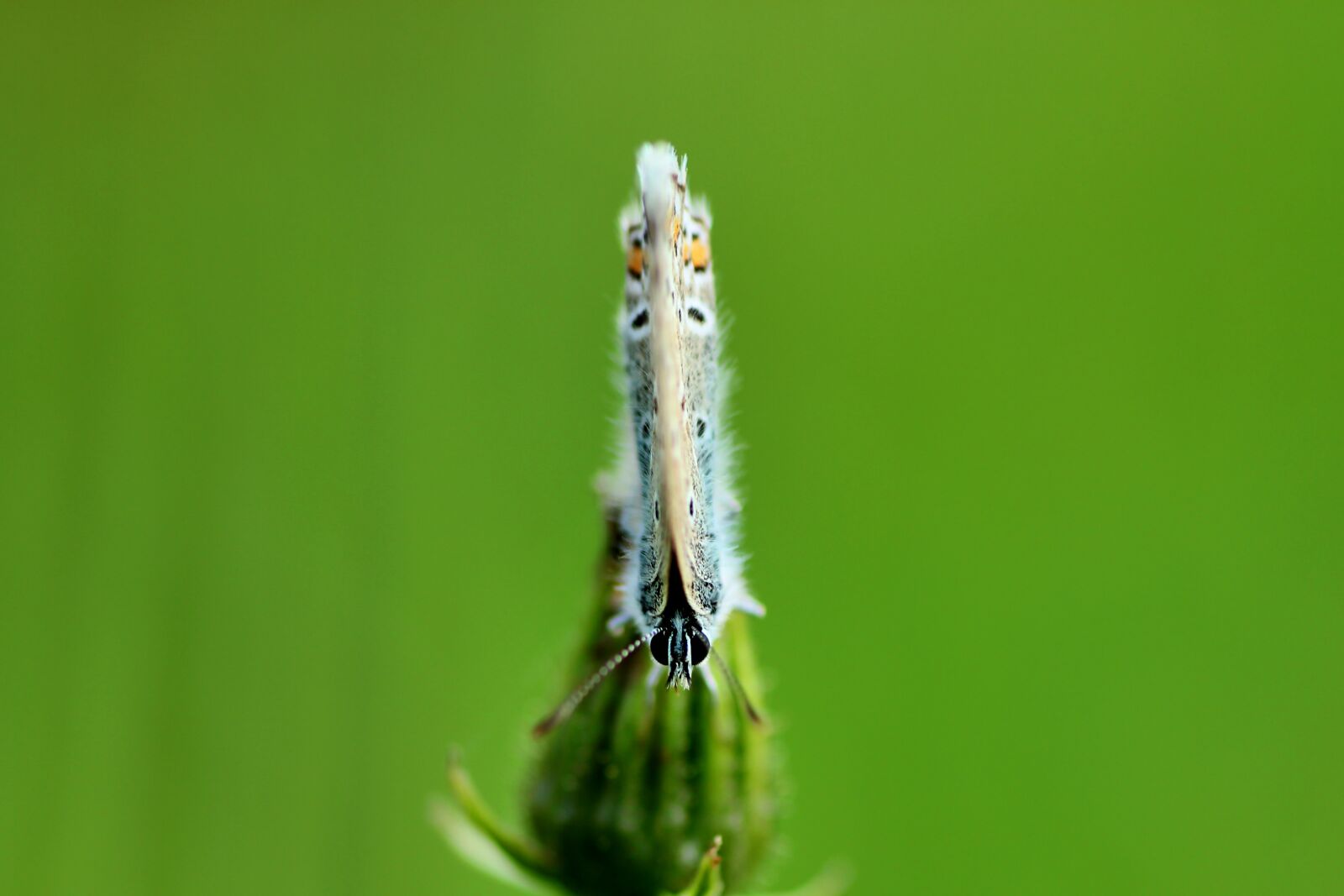 Tamron SP 90mm F2.8 Di VC USD 1:1 Macro sample photo. Common blue, butterfly, meadow photography