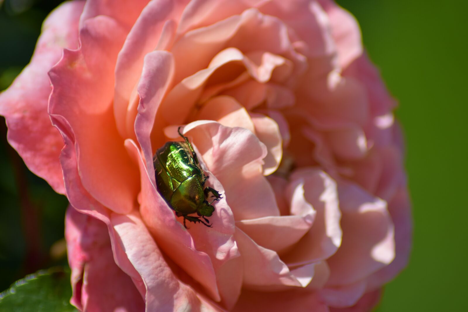 Nikon D5300 sample photo. Rose beetle, beetle, pink photography