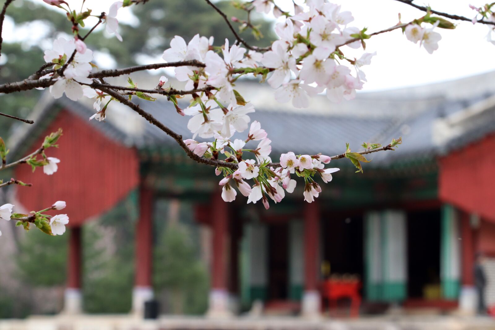 Canon EF 70-200mm F2.8L USM sample photo. Spring, cherry blossom, flowers photography
