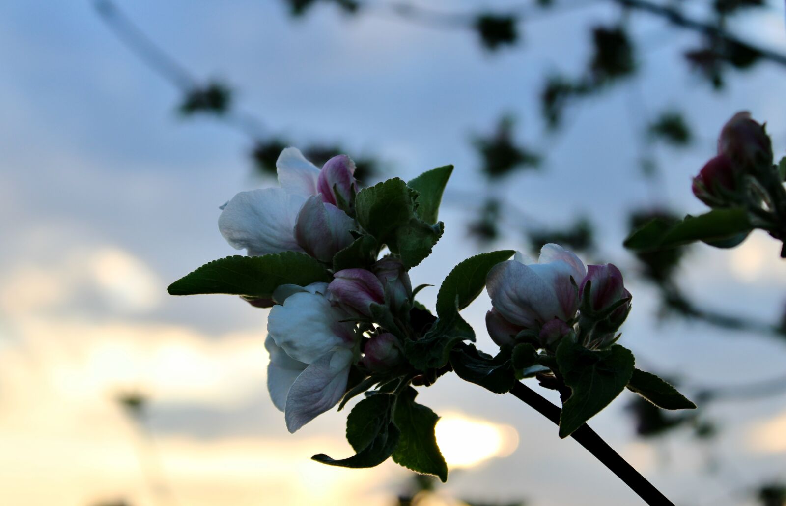 Canon EOS 2000D (EOS Rebel T7 / EOS Kiss X90 / EOS 1500D) sample photo. Macro, blossom, bloom photography
