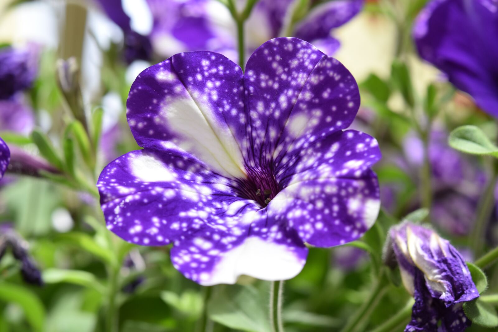 Nikon D5600 sample photo. Flower, flower color purple photography