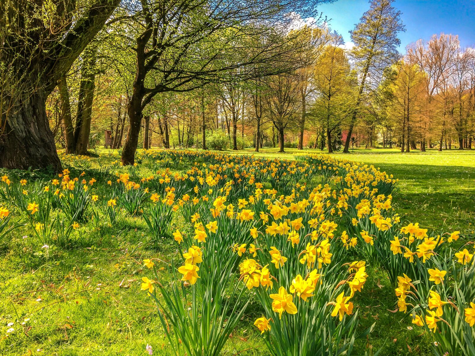Apple iPhone 6s sample photo. Daffodils, osterglocken, park photography