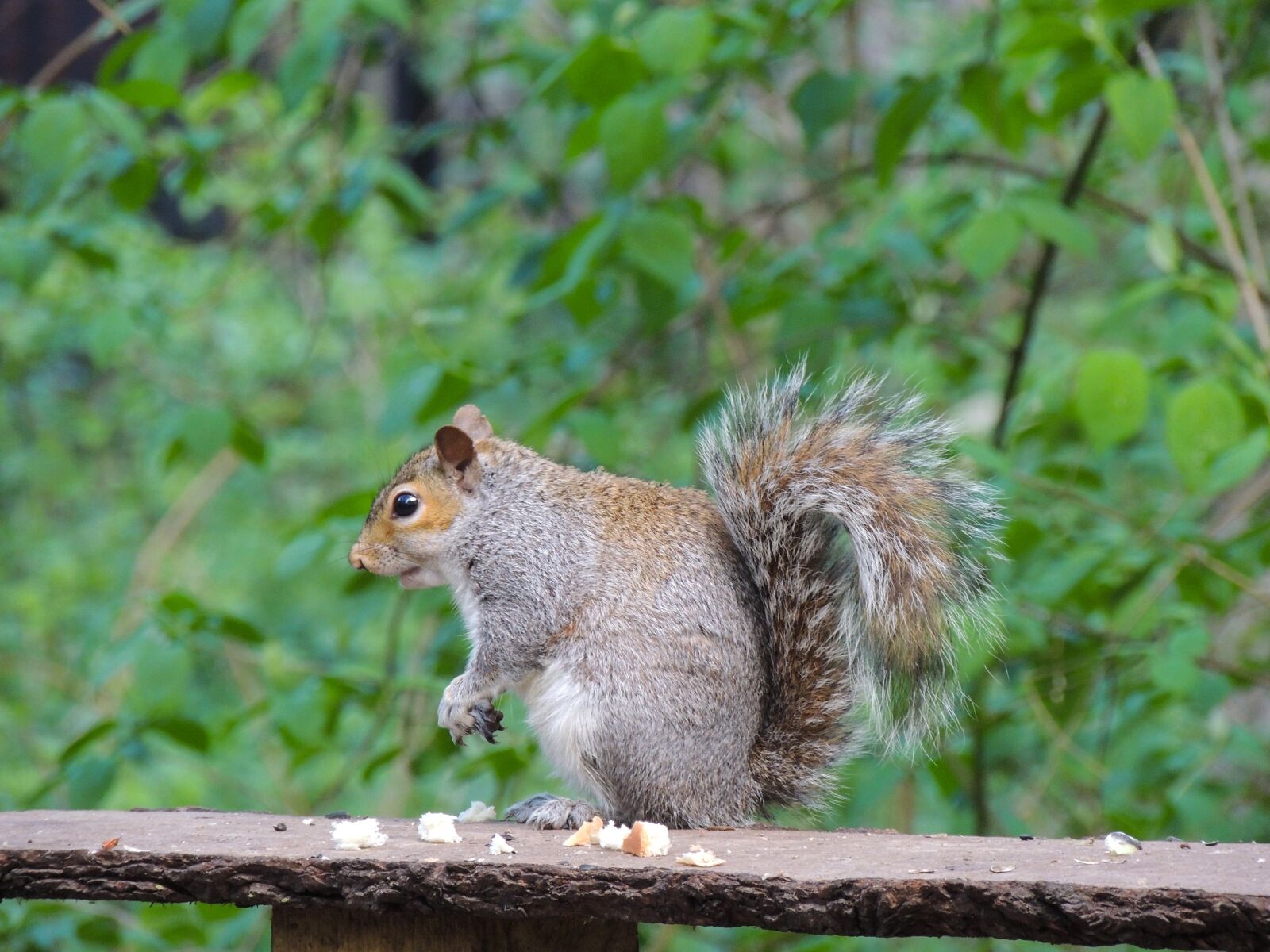 Nikon Coolpix P510 sample photo. Squirrel, nature, animal photography