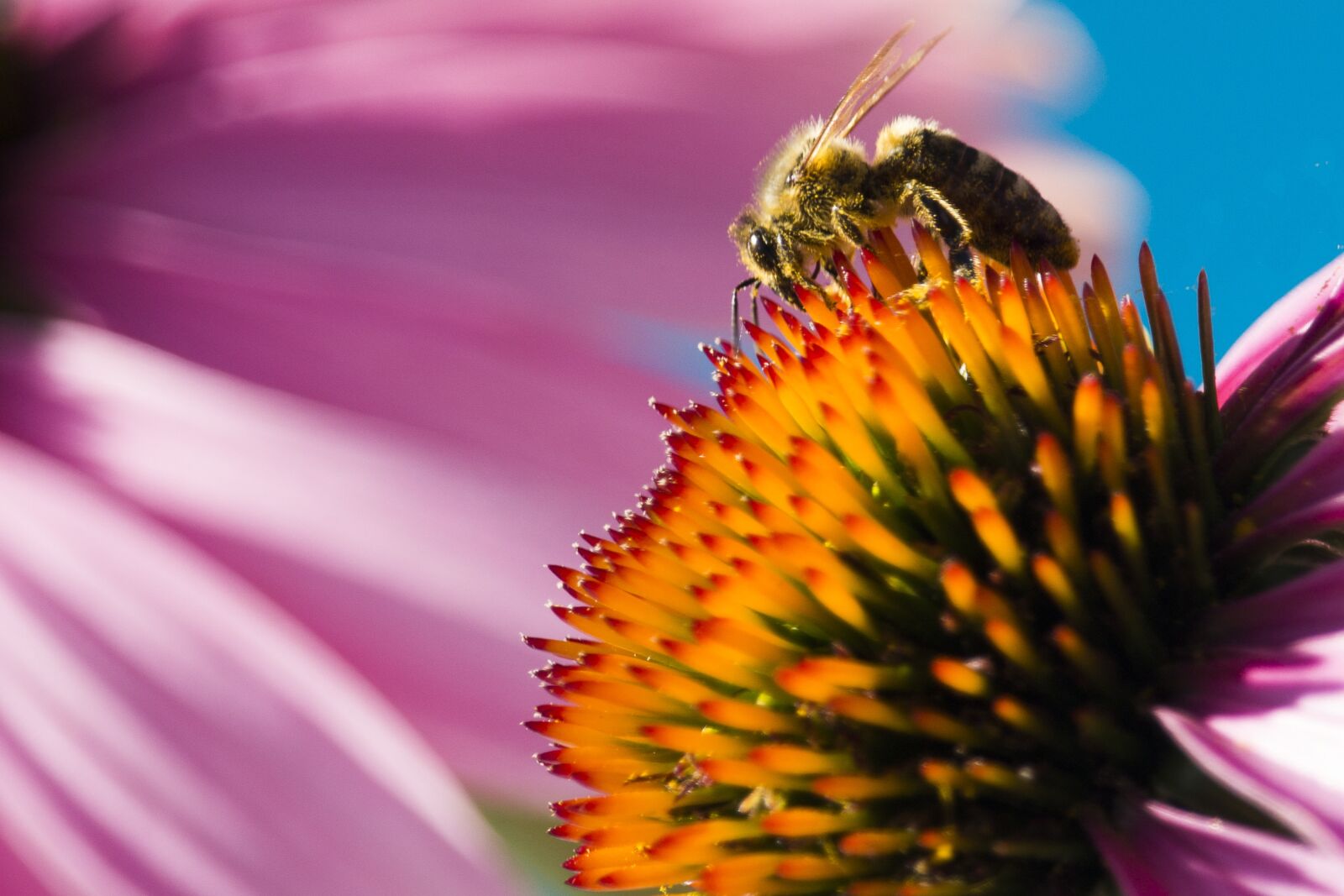 Canon EOS 700D (EOS Rebel T5i / EOS Kiss X7i) sample photo. Nature, bee, macro photography