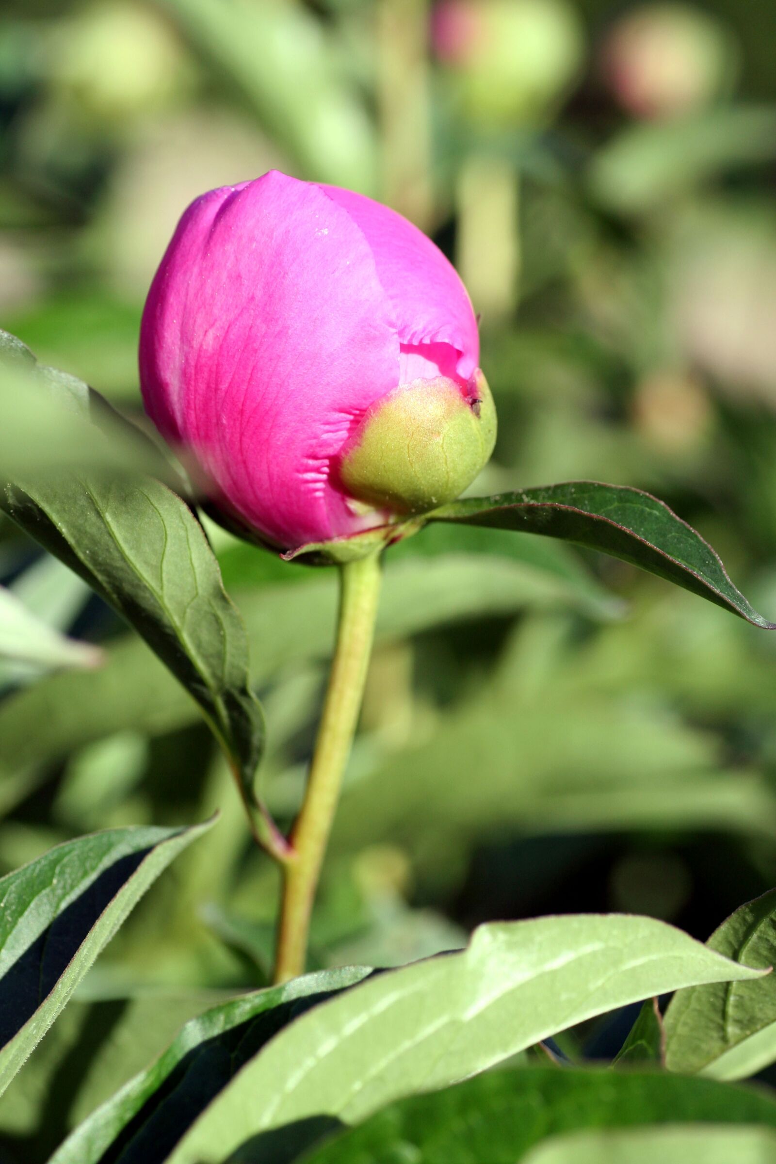 Canon EOS 350D (EOS Digital Rebel XT / EOS Kiss Digital N) sample photo. Flower, peony, button photography