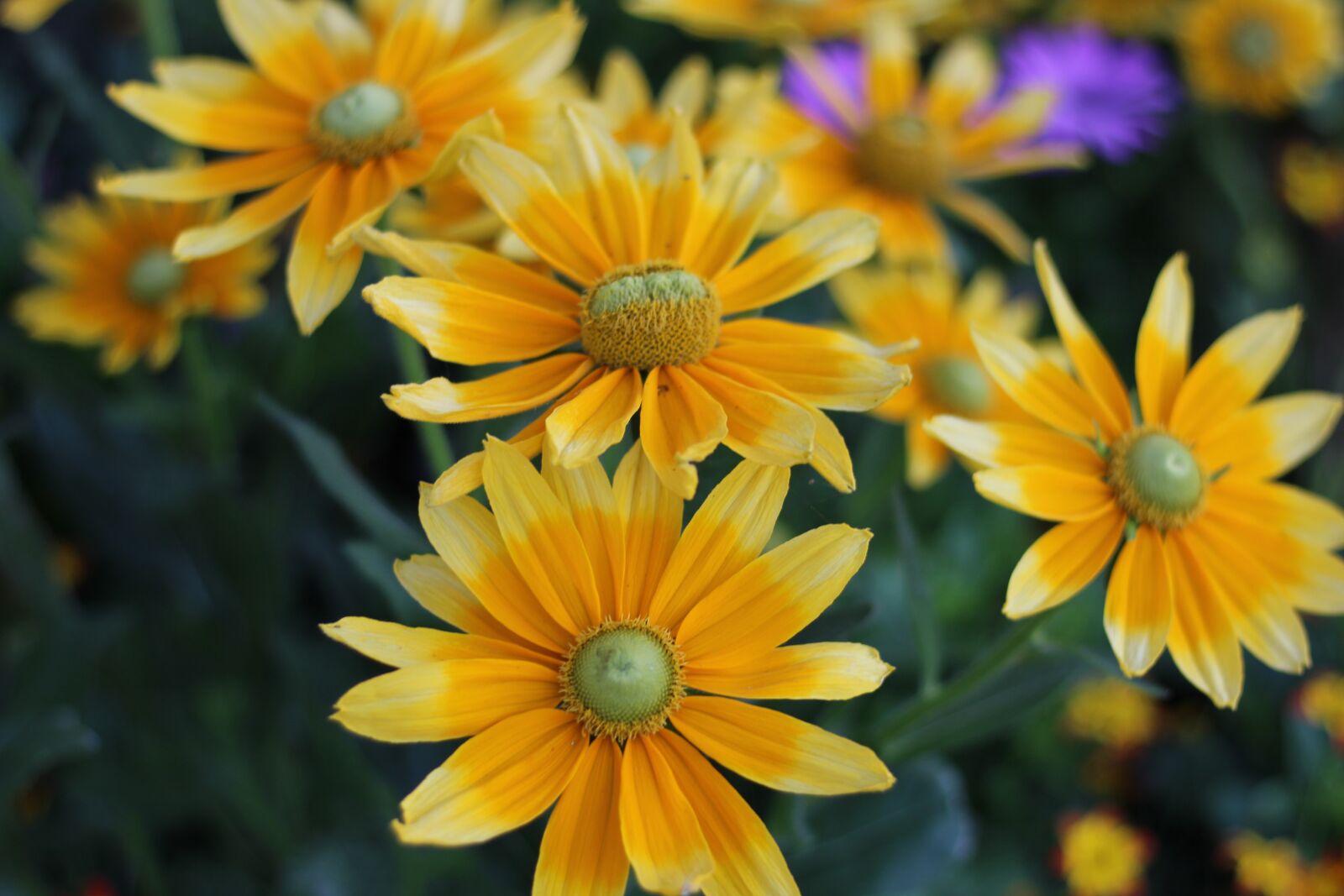 Canon EOS 600D (Rebel EOS T3i / EOS Kiss X5) + Canon EF 50mm F1.8 STM sample photo. Grass flower, natural, forest photography